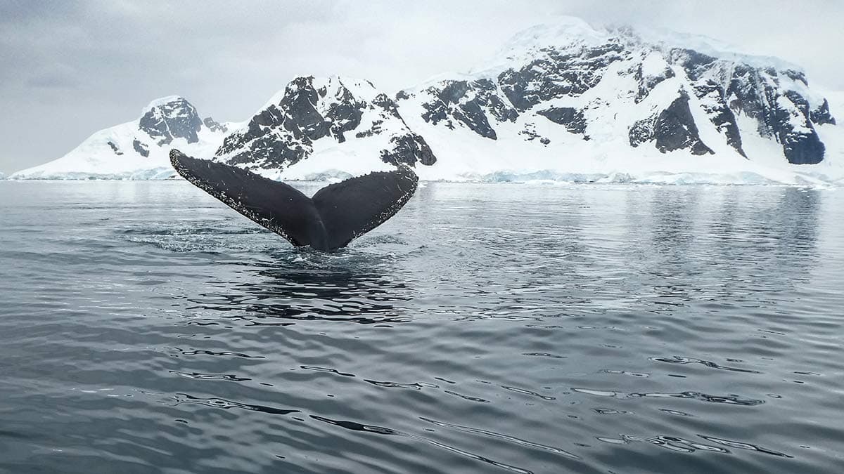 South Atlantic Cruise: from South Africa to Antarctica