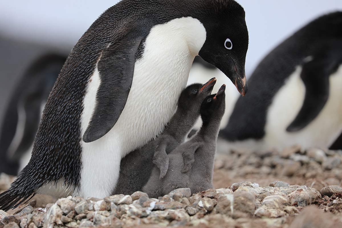 South Atlantic Cruise: from South Africa to Antarctica