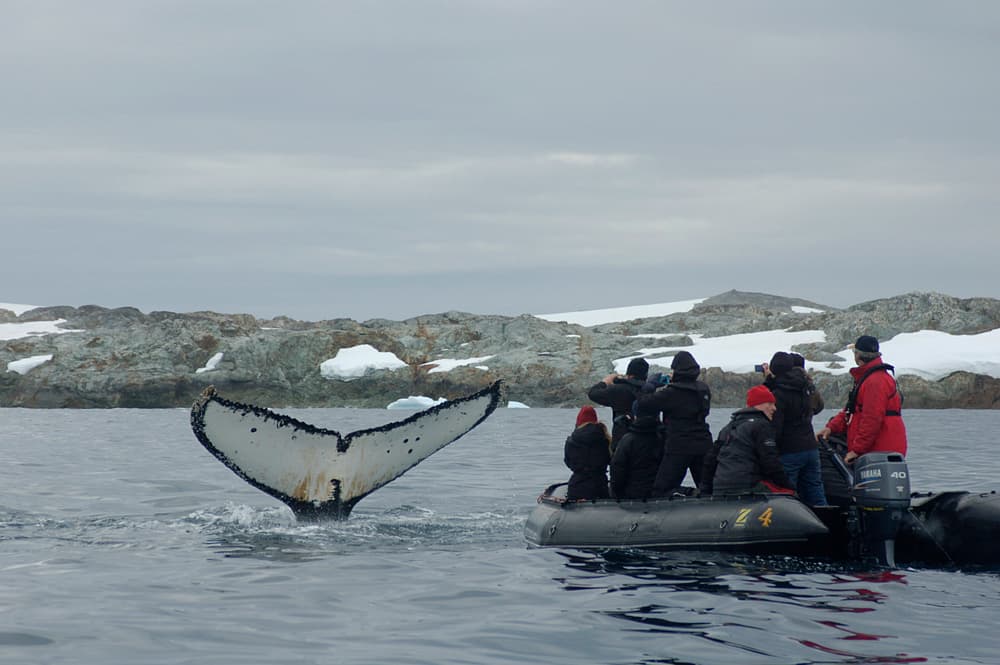 Oceanwide Expeditions Excursions Zodiac cruising Wildlife spotting_Elke Lindner.jpeg