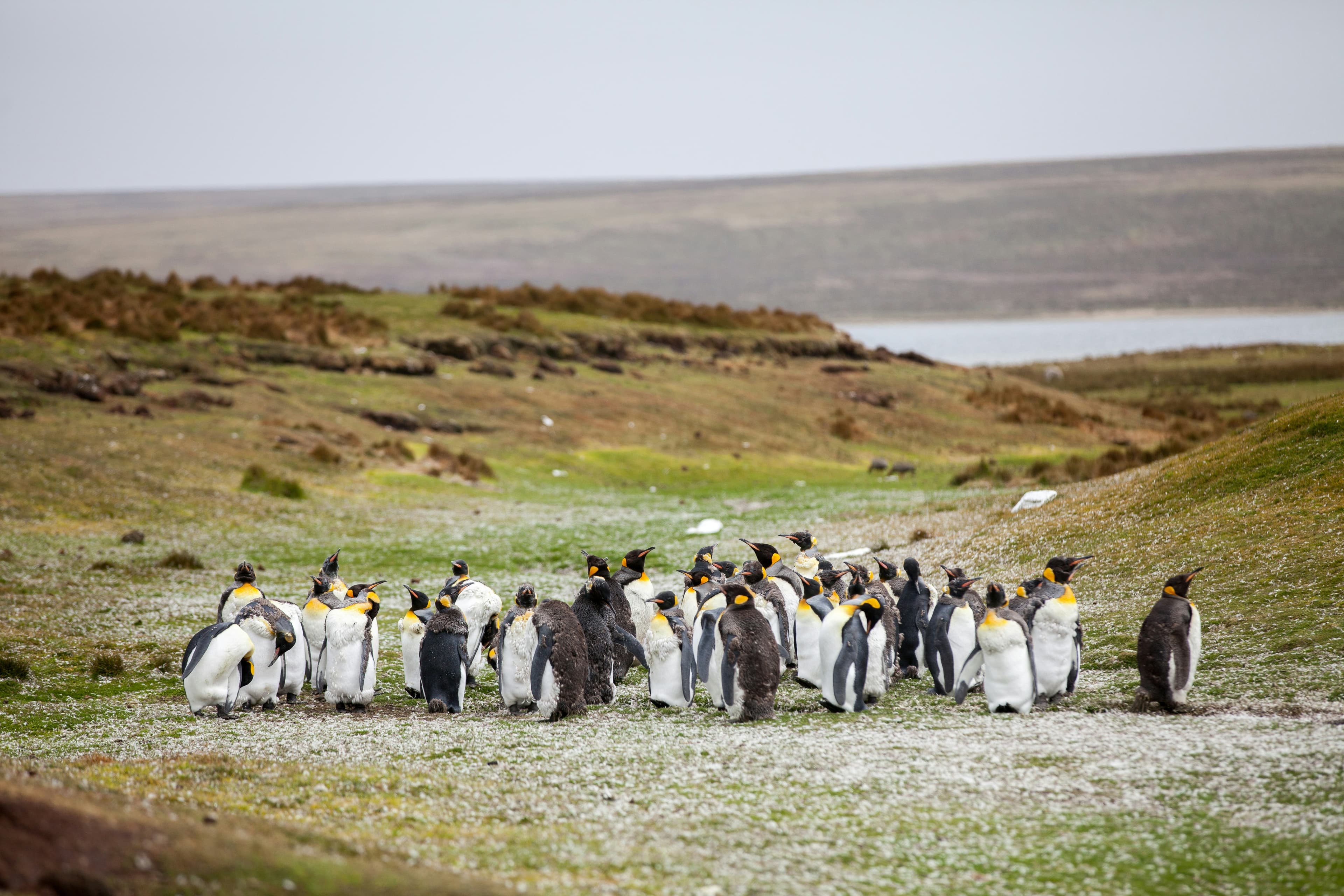 57-Day South Pacific, Antarctica, South Georgia & Falklands