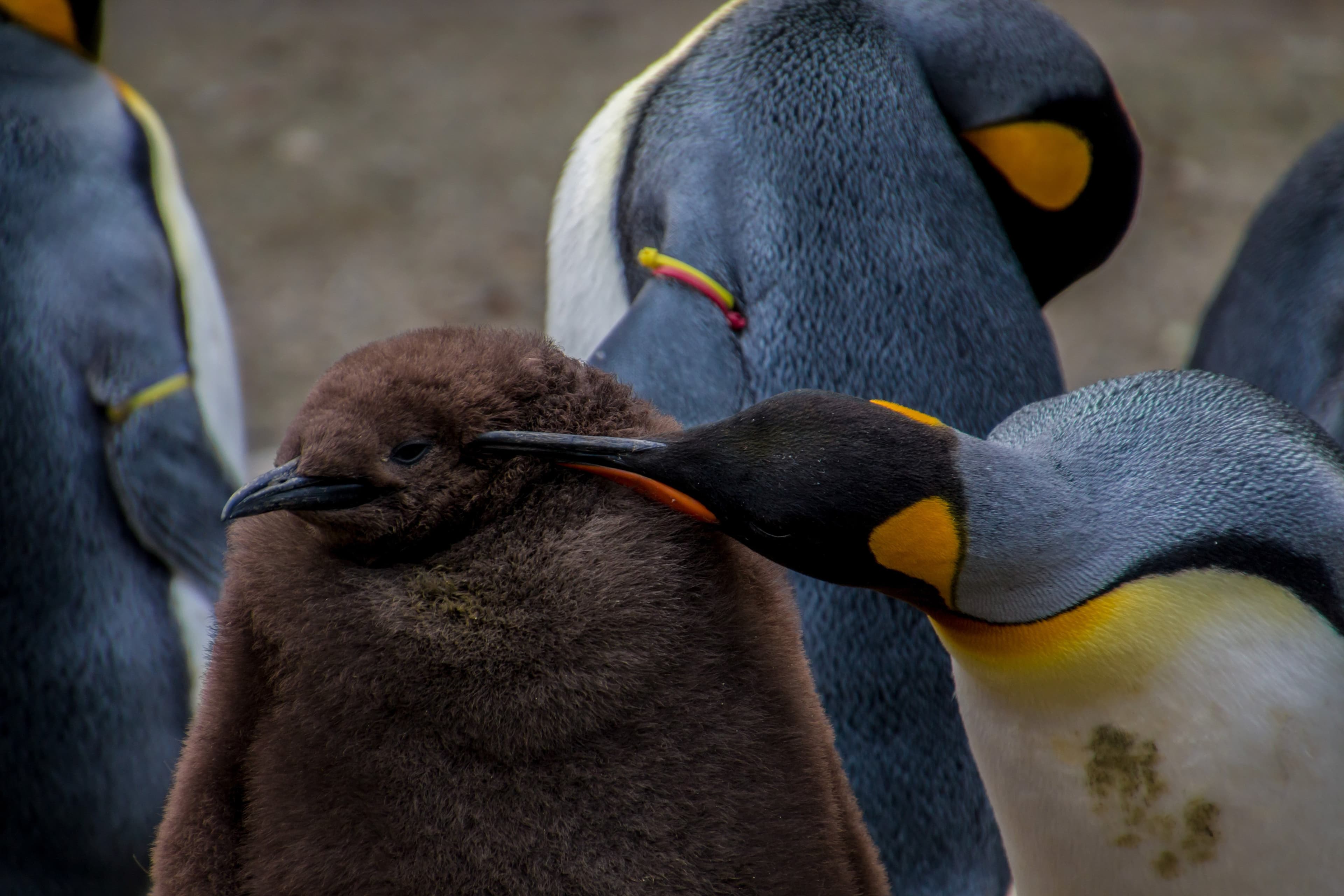 Expedition to New Zealand’s Subantarctic Islands