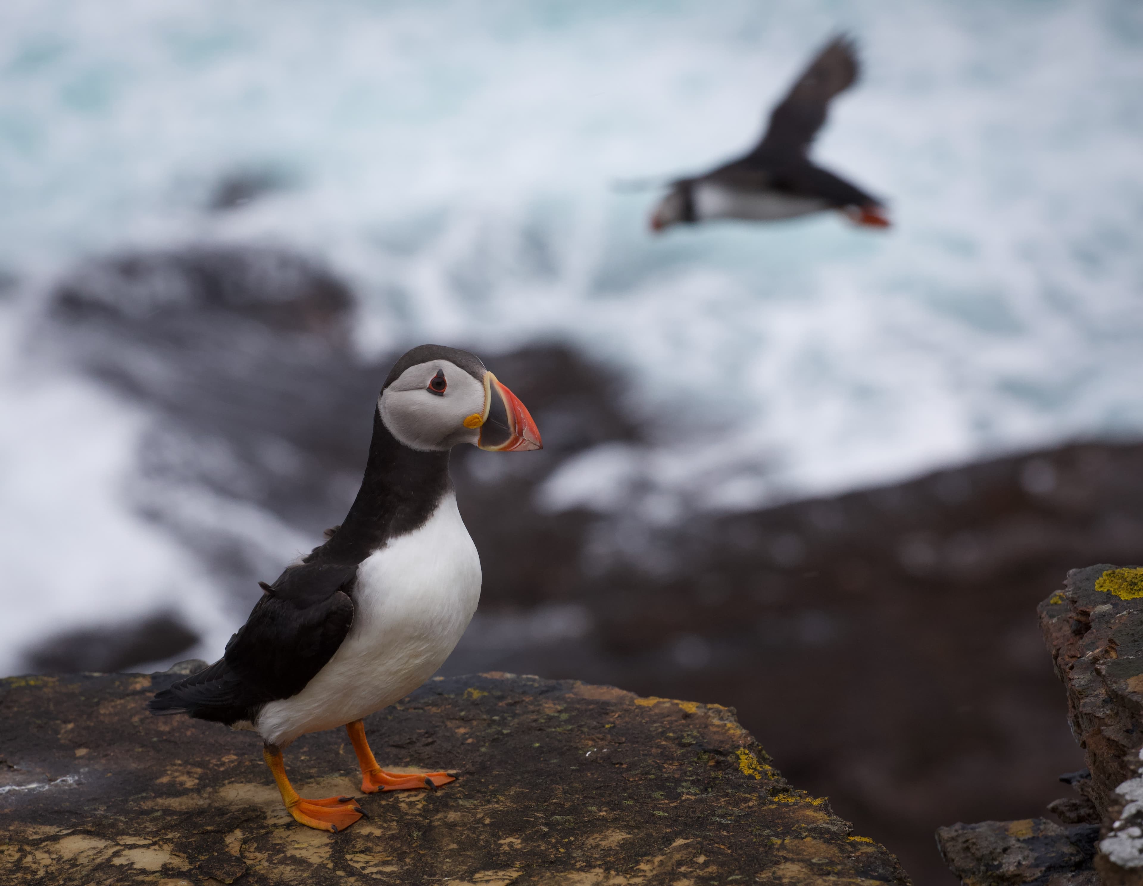 Falkland Islands - South Georgia - Antarctica