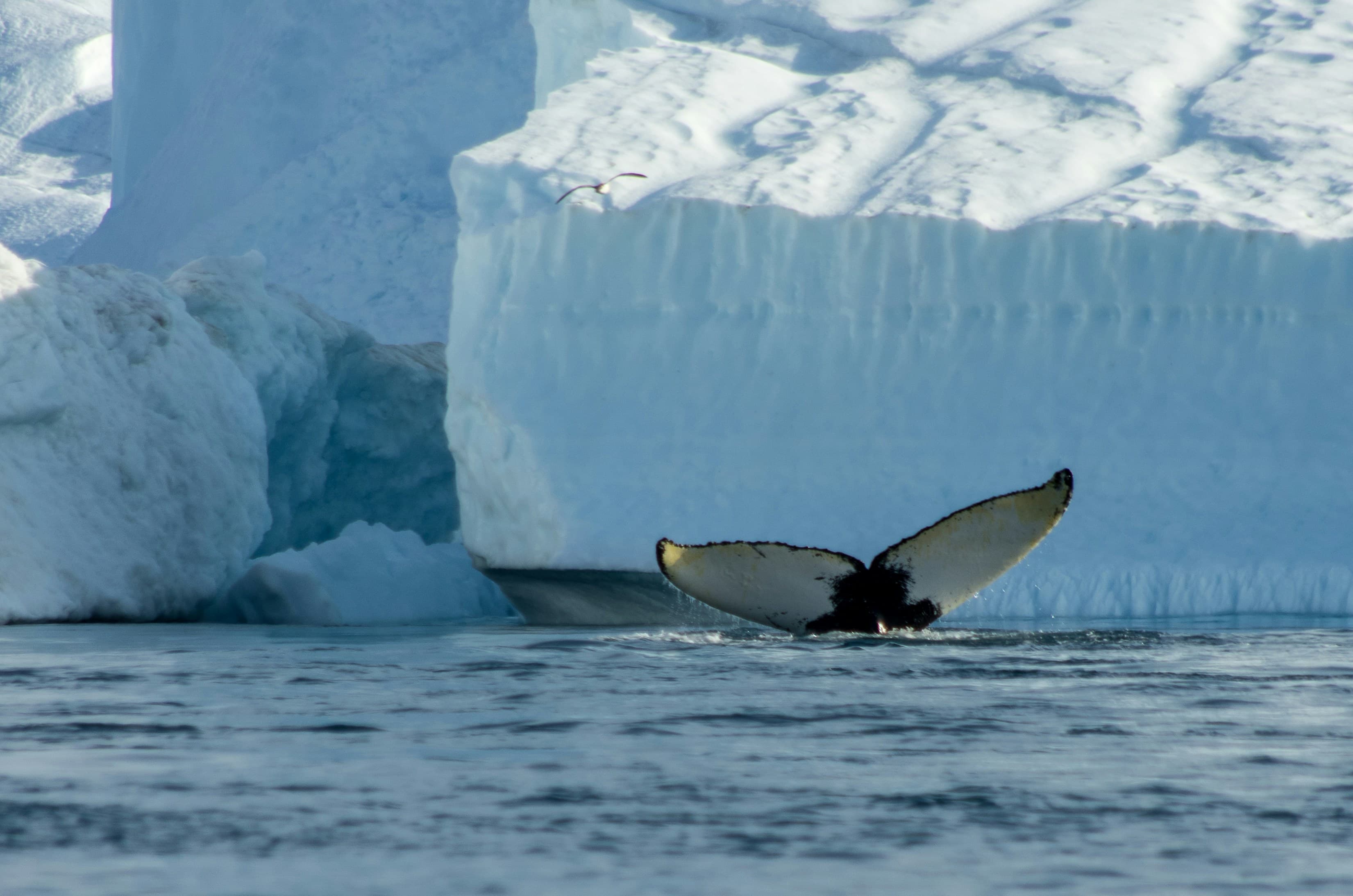 At the edge of the High Arctic