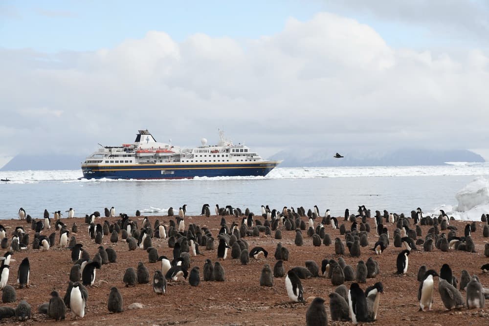 Heritage Expeditions, Heritage Adventurer, Adelie Penguin Colony, @Aaron Russ.jpg