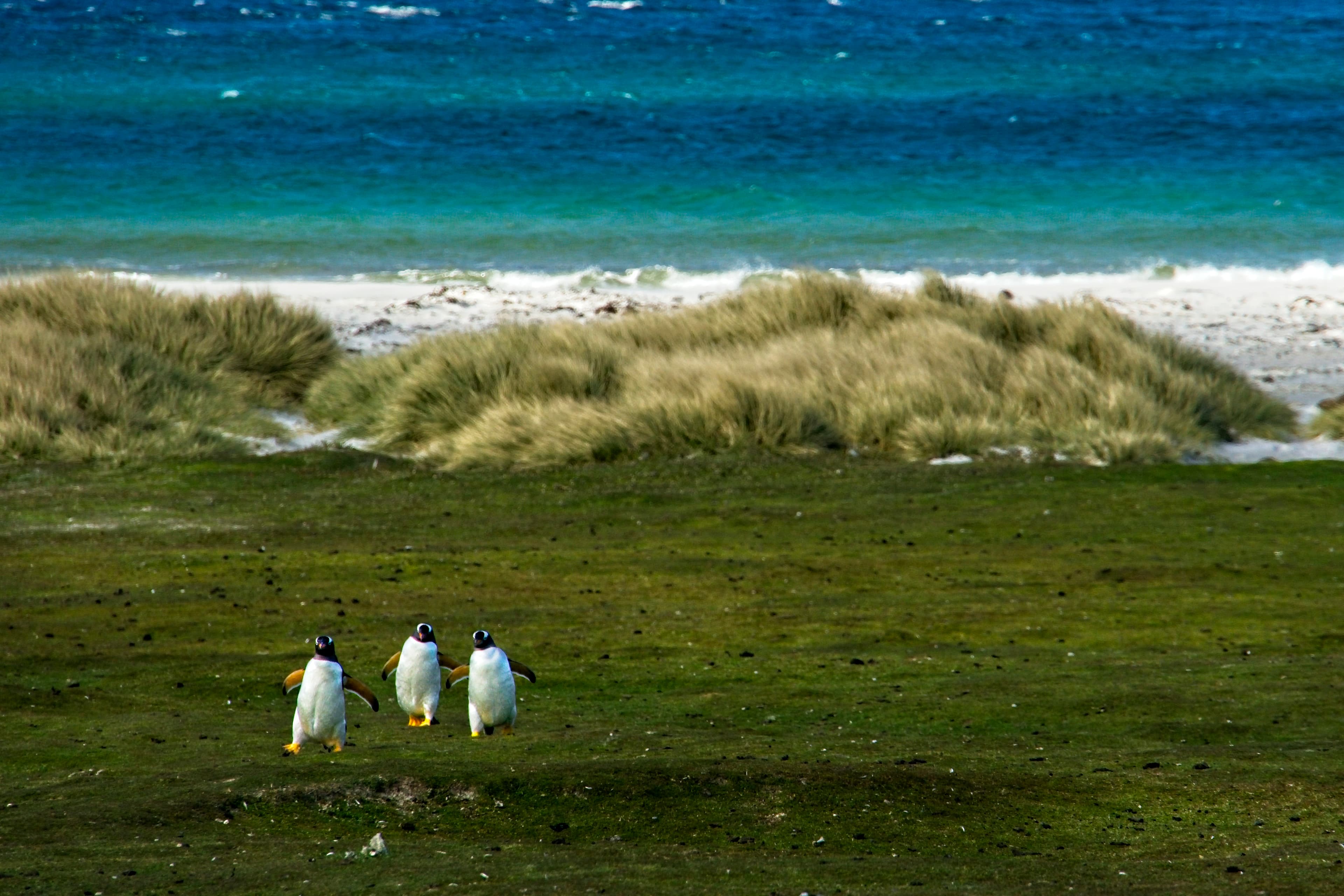 In-depth Antarctica, Falklands & South Georgia Expedition
