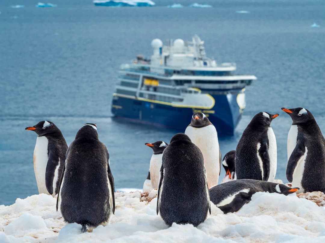 Ng Le Ng Resolution Wildlife Penguins Citizen Science ©Lindblad Expeditions Ralph Lee Hopkins 2
