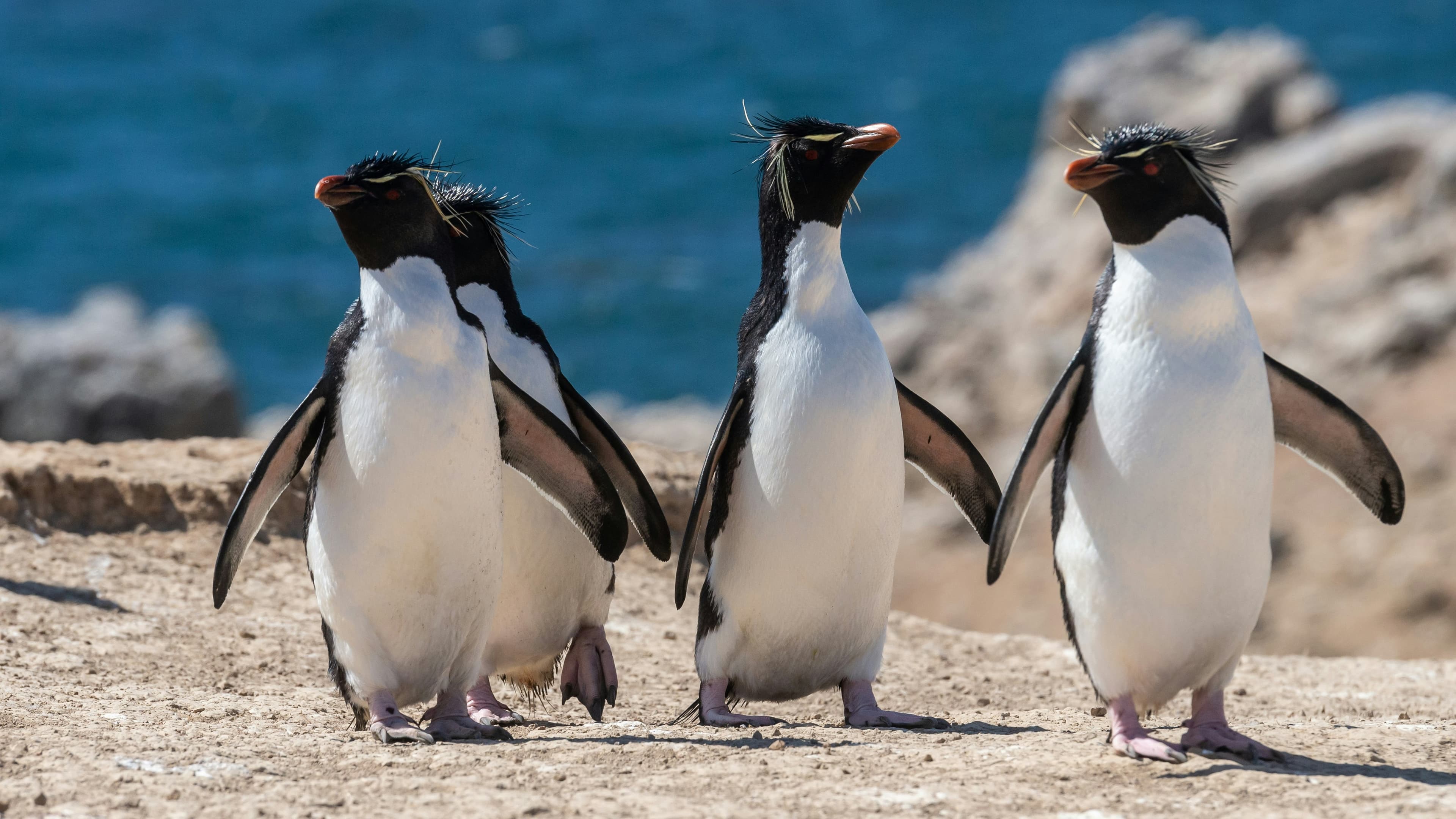 Expedition to New Zealand’s Subantarctic Islands