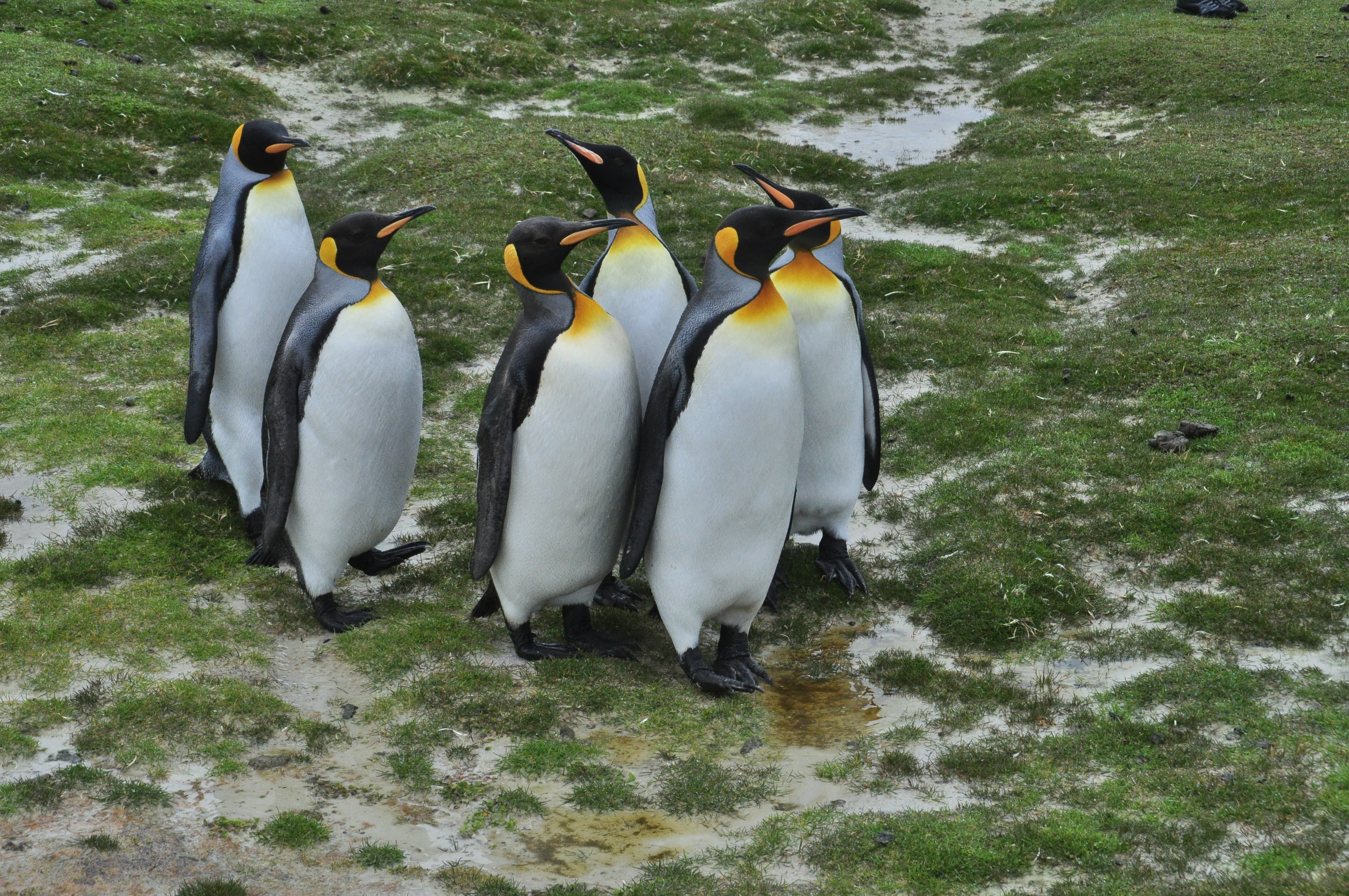 Journey to Austral Lands and Valdes Peninsula