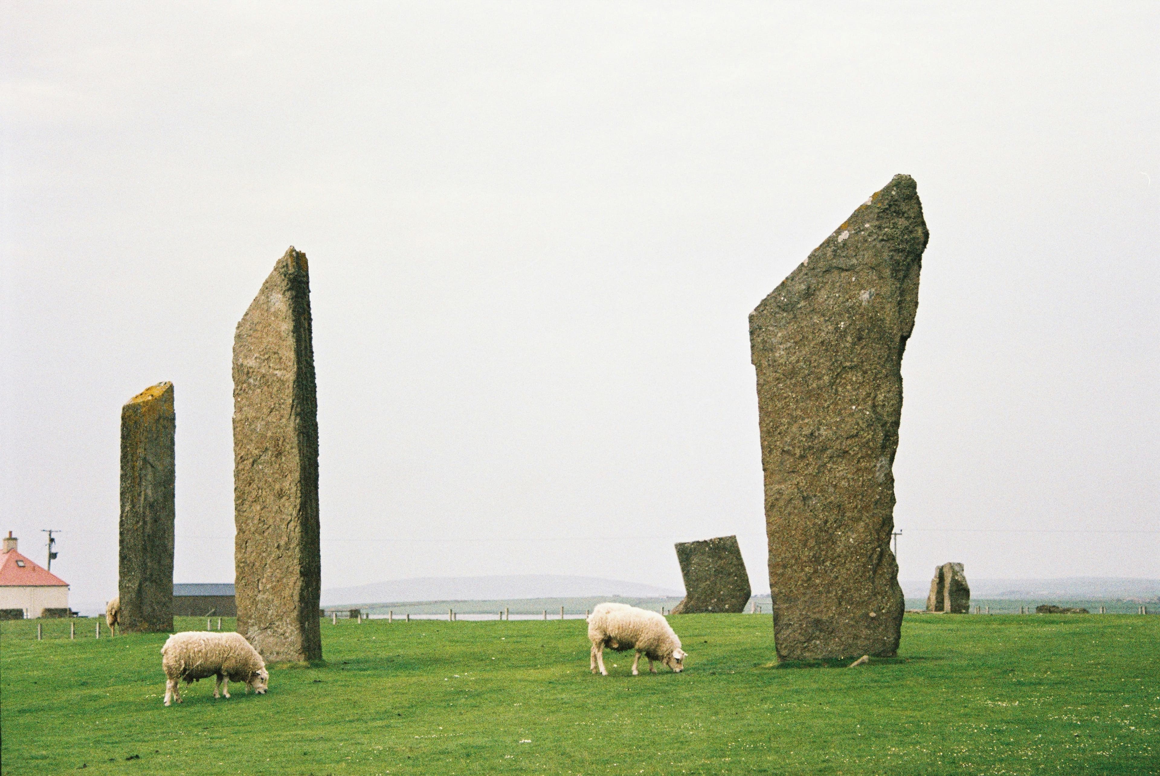 Wild Scotland