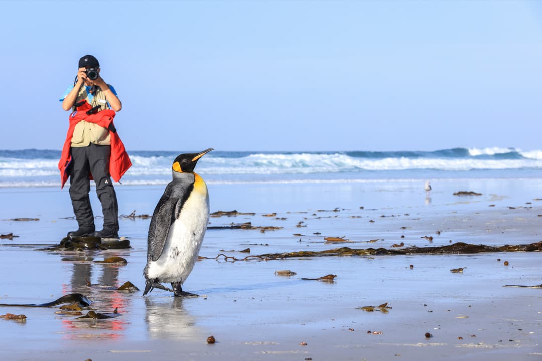 Penguin Lifestyle Excursion ©Poseidon Expeditions, Piet Van Den Bemd