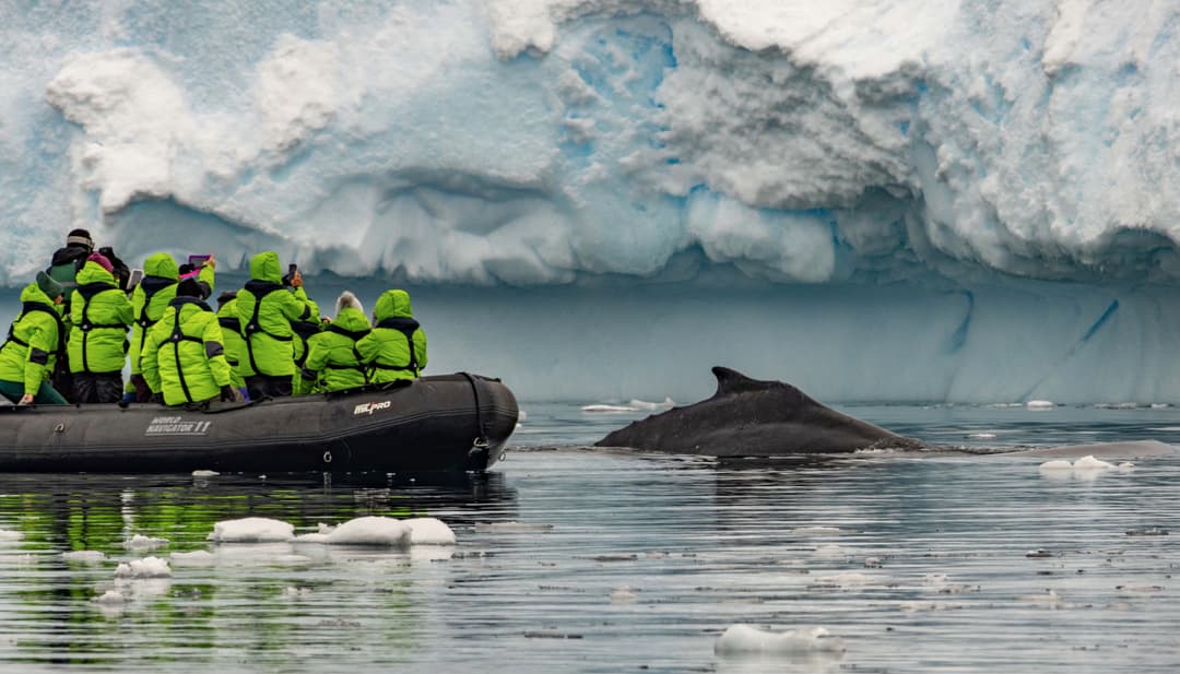 Atlas Ocean Voyages Antarctica Zodiac Whale Breaching 2 ©Atlas Ocean Voyages