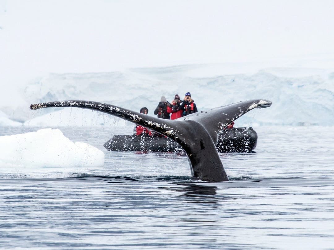 Polar Latitudes Expeditions Mv Discoverer Antartic Excursions 2