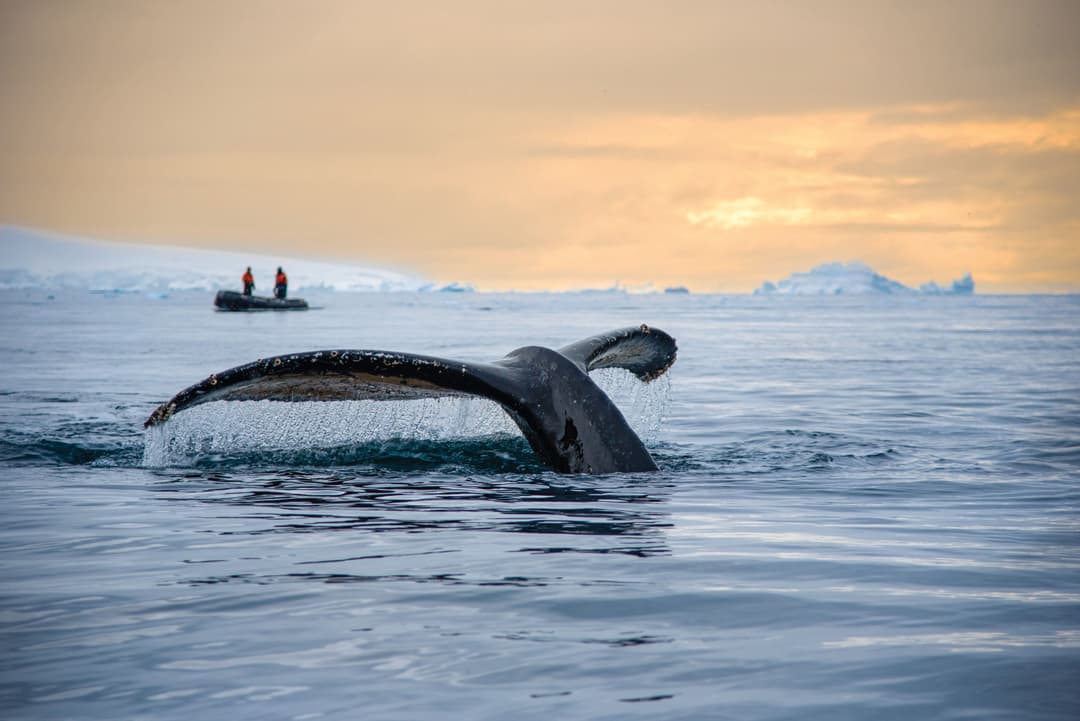 Ng Le Ng Quest Antarctica Humpback Whale Zodiac ©Kim Nesbitt & Lindblad Expeditions