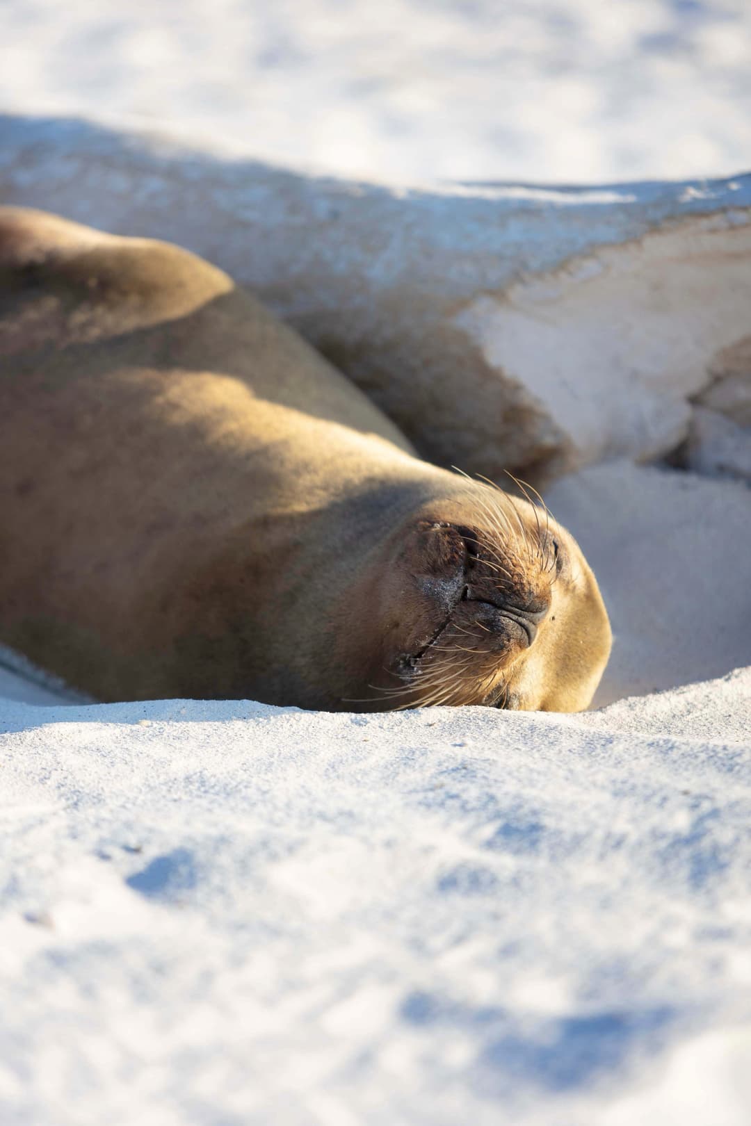 Aqua Lares Arctic Circle Wildlife ©Aqua Expeditions 3