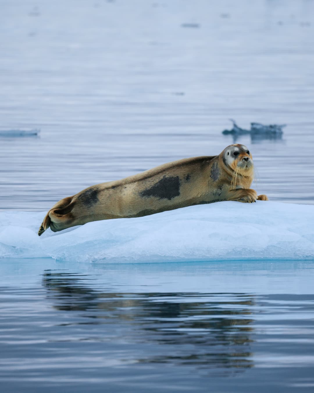 Aqua Lares Arctic Circle Wildlife ©Aqua Expeditions 2