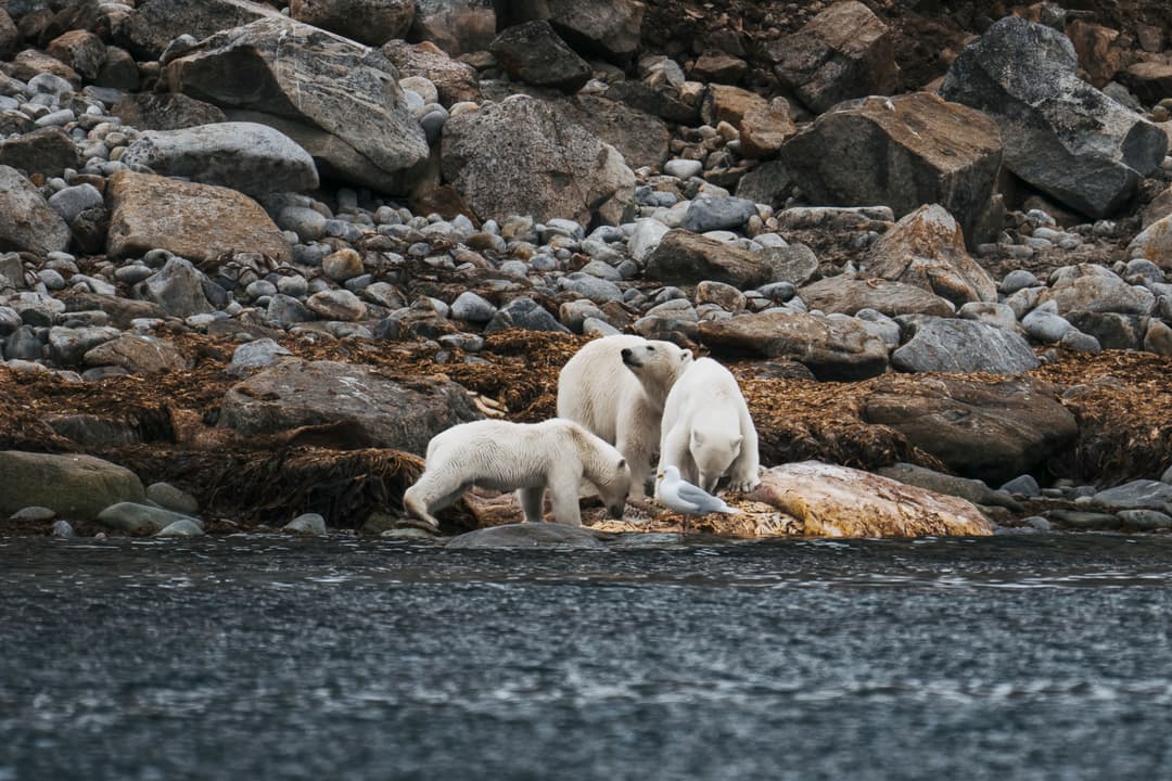 Aqua Lares Arctic Circle Wildlife ©Aqua Expeditions 1