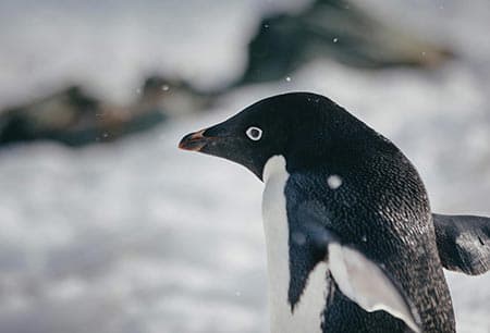Penguins of the Far South: Falklands, South Georgia and Antarctica