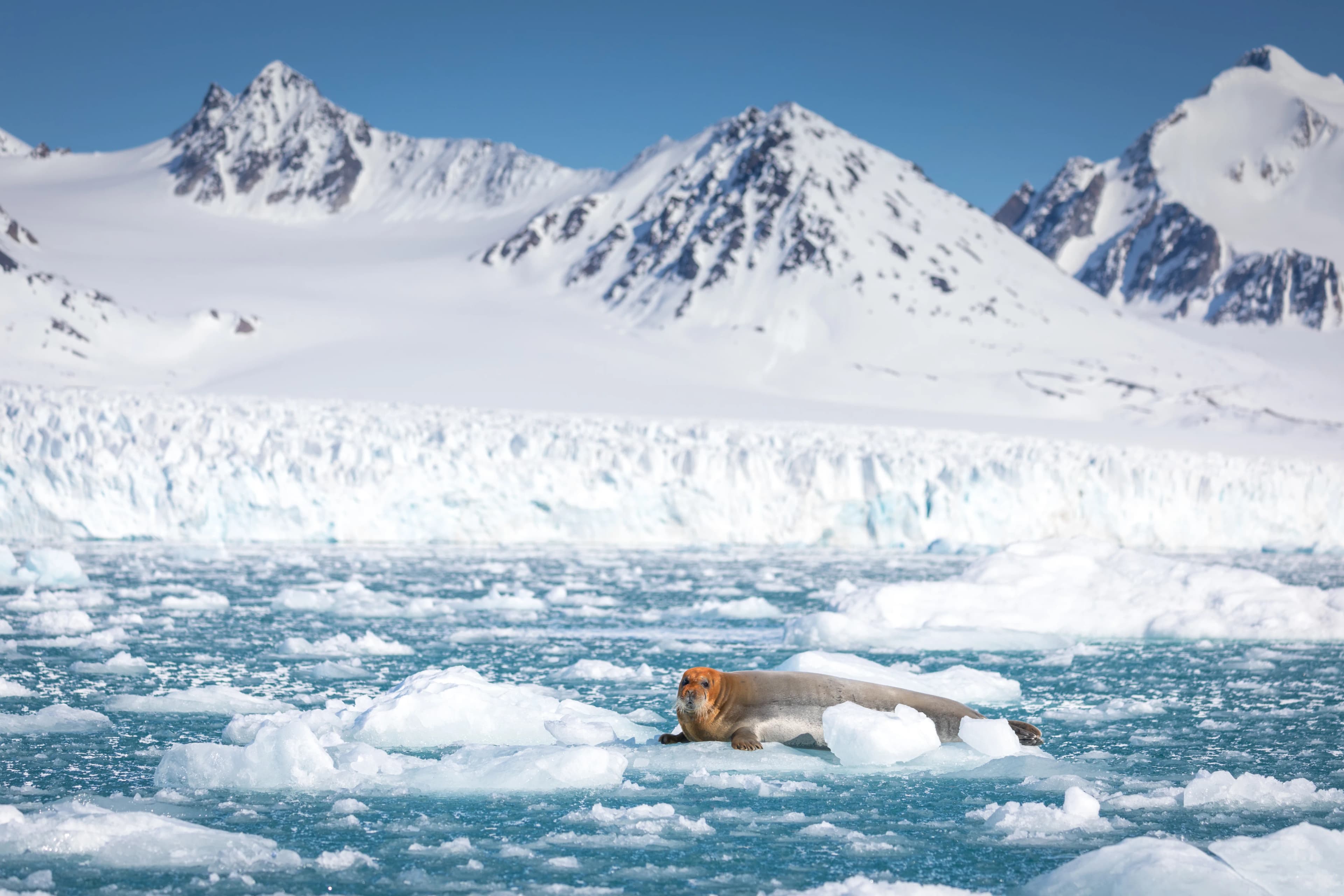 Spitsbergen Circumnavigation: A Rite of Passage