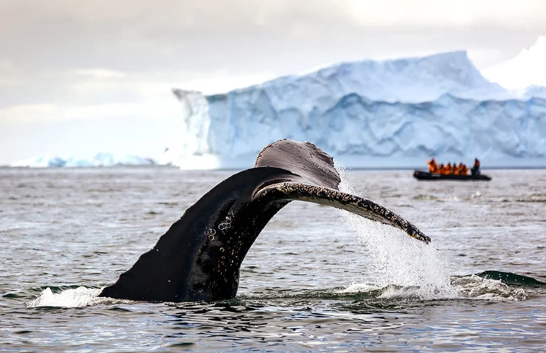 Epic Antarctica: The Falklands, South Georgia and Crossing the Circle