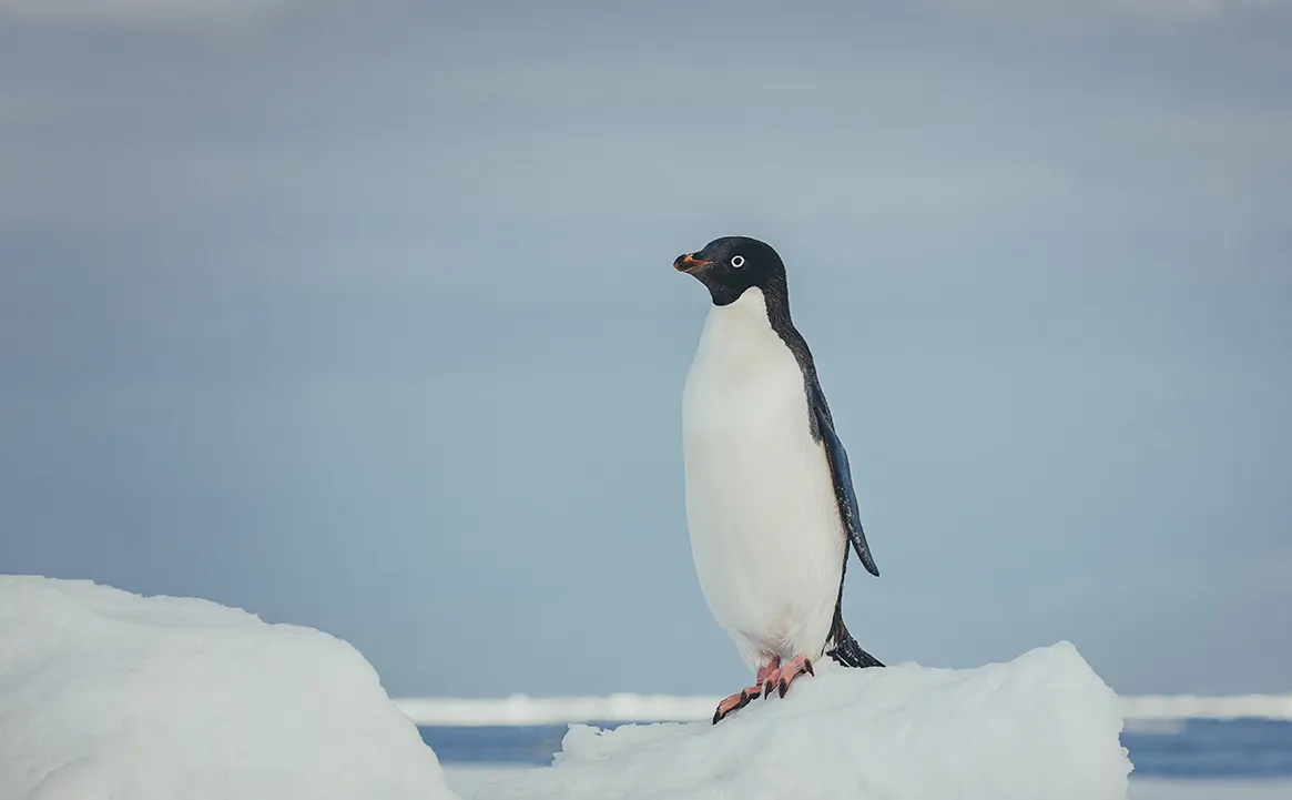 Antarctic Express: Crossing the Circle