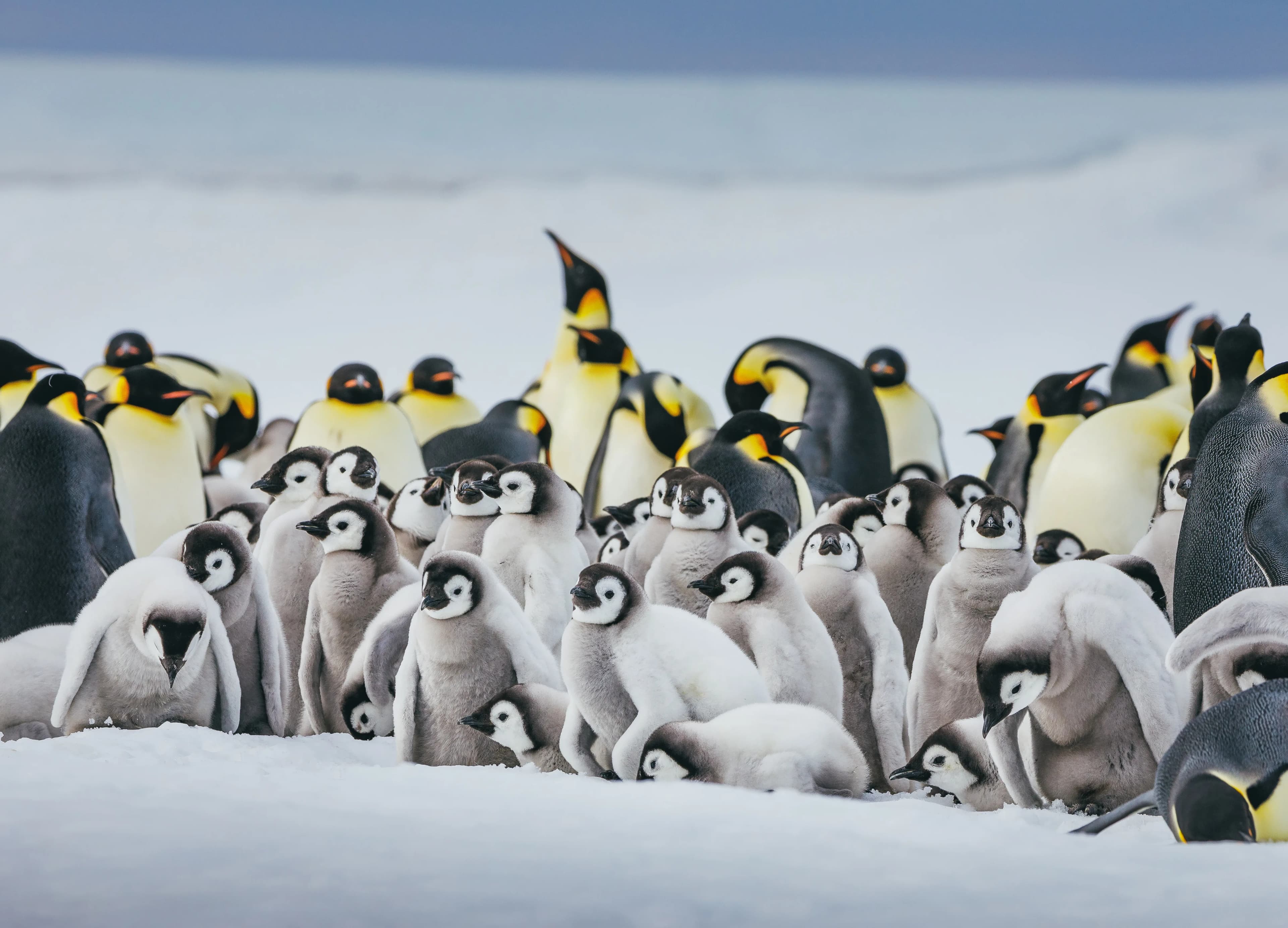 Emperor Penguin Quest: Expedition to Snow Hill