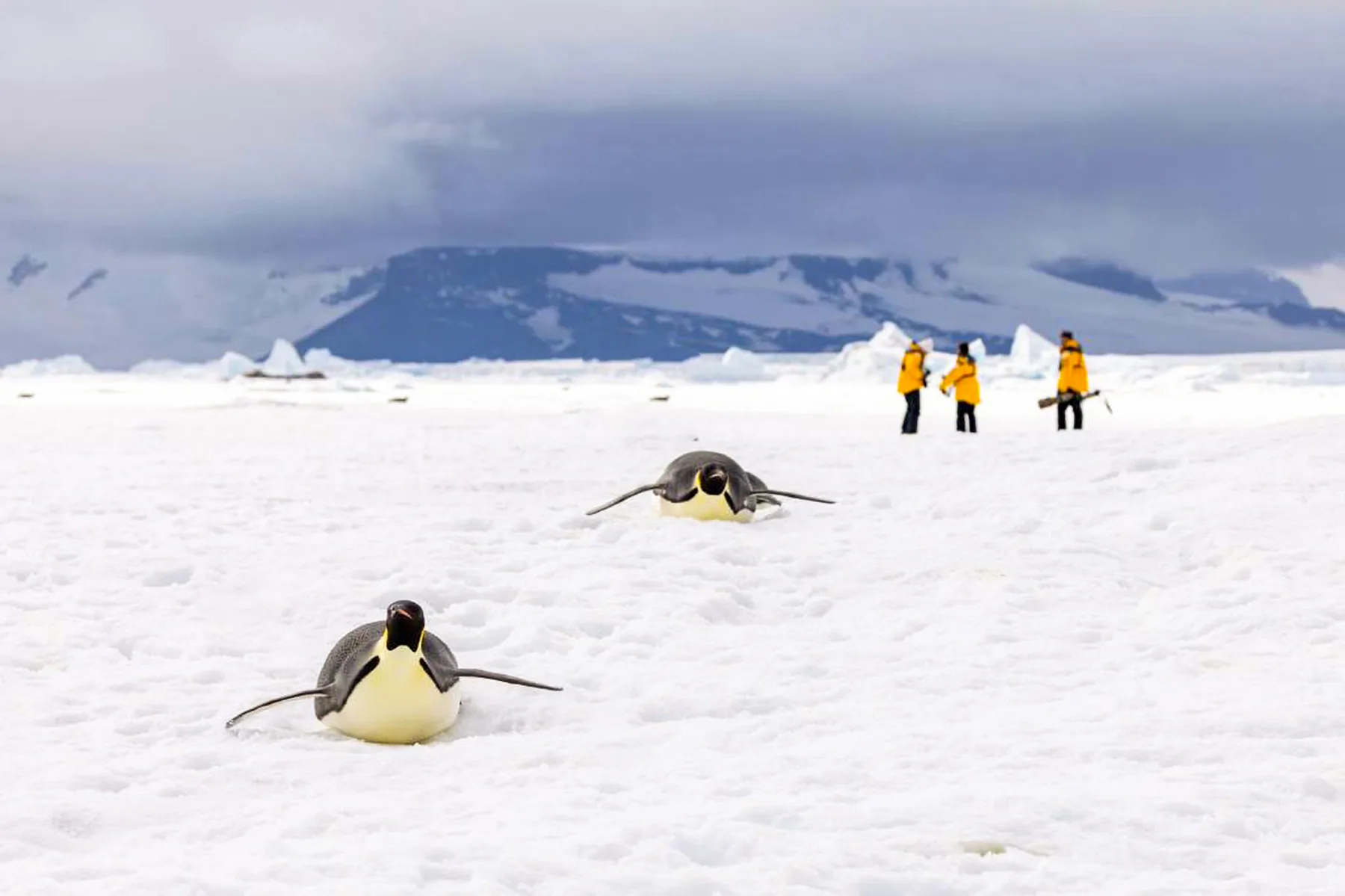 Emperor Penguin Quest: Expedition to Snow Hill