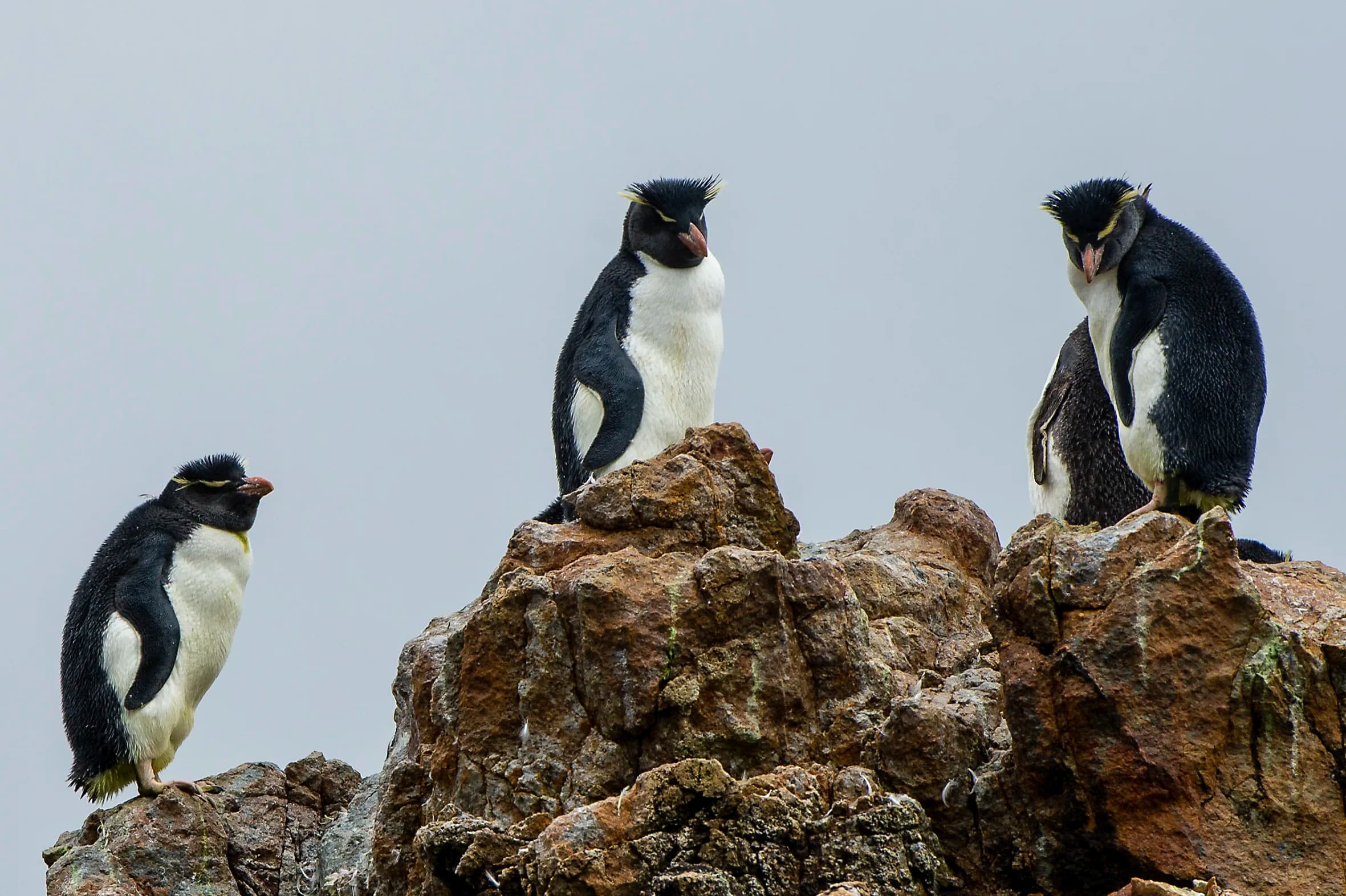 Essential Patagonia: Chilean Fjords and Torres del Paine