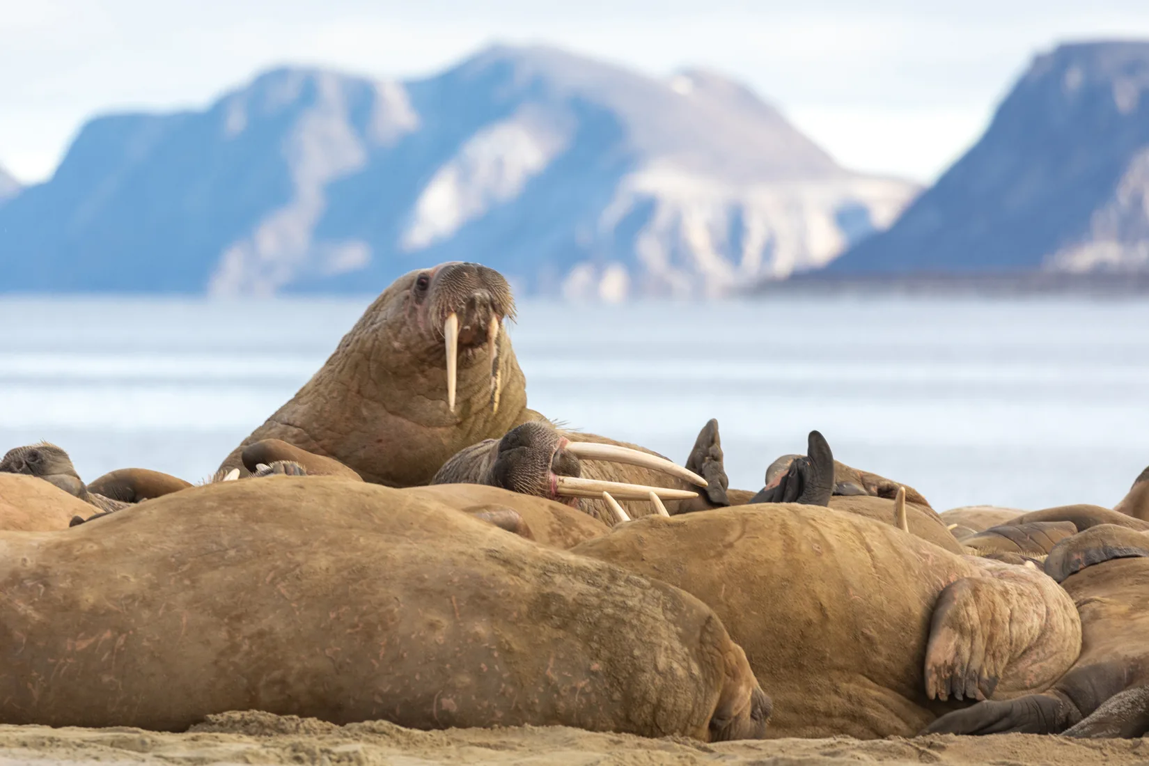 Spitsbergen Highlights: Wildlife Capital of the Arctic
