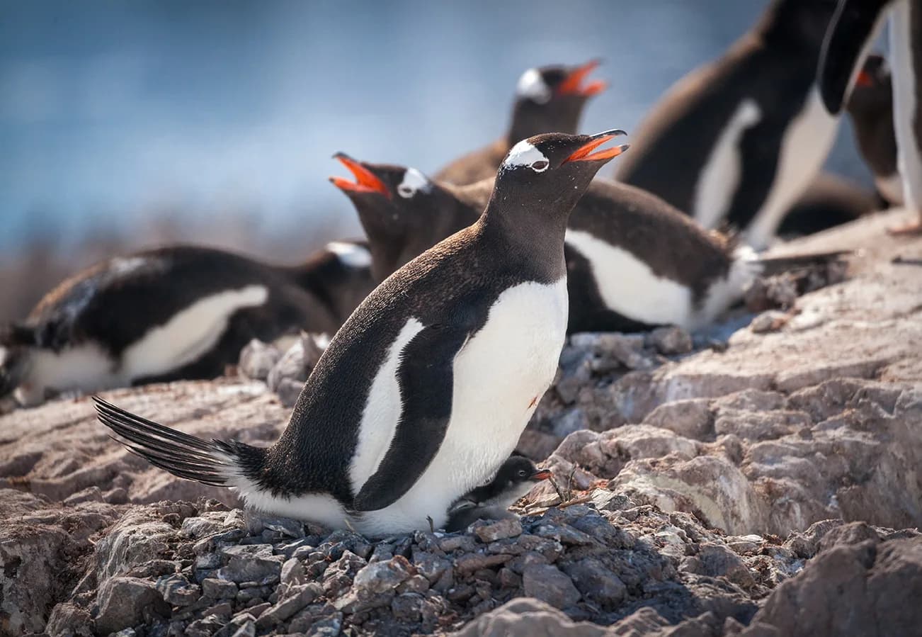 Antarctic Express: Crossing the Circle