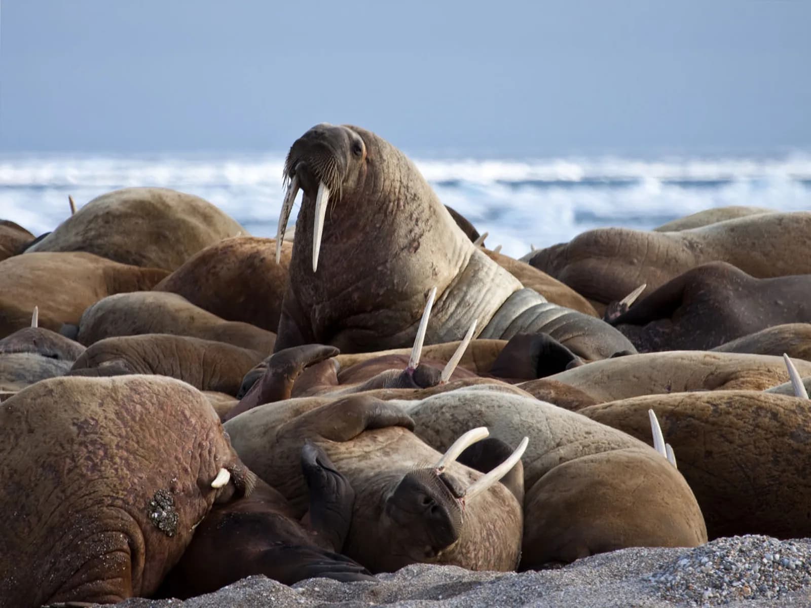 Three Arctic Islands: Iceland, Greenland, Spitsbergen