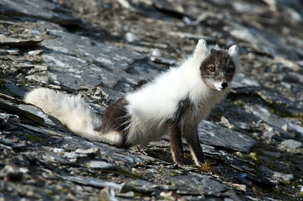 Spitsbergen Circumnavigation: A Rite of Passage