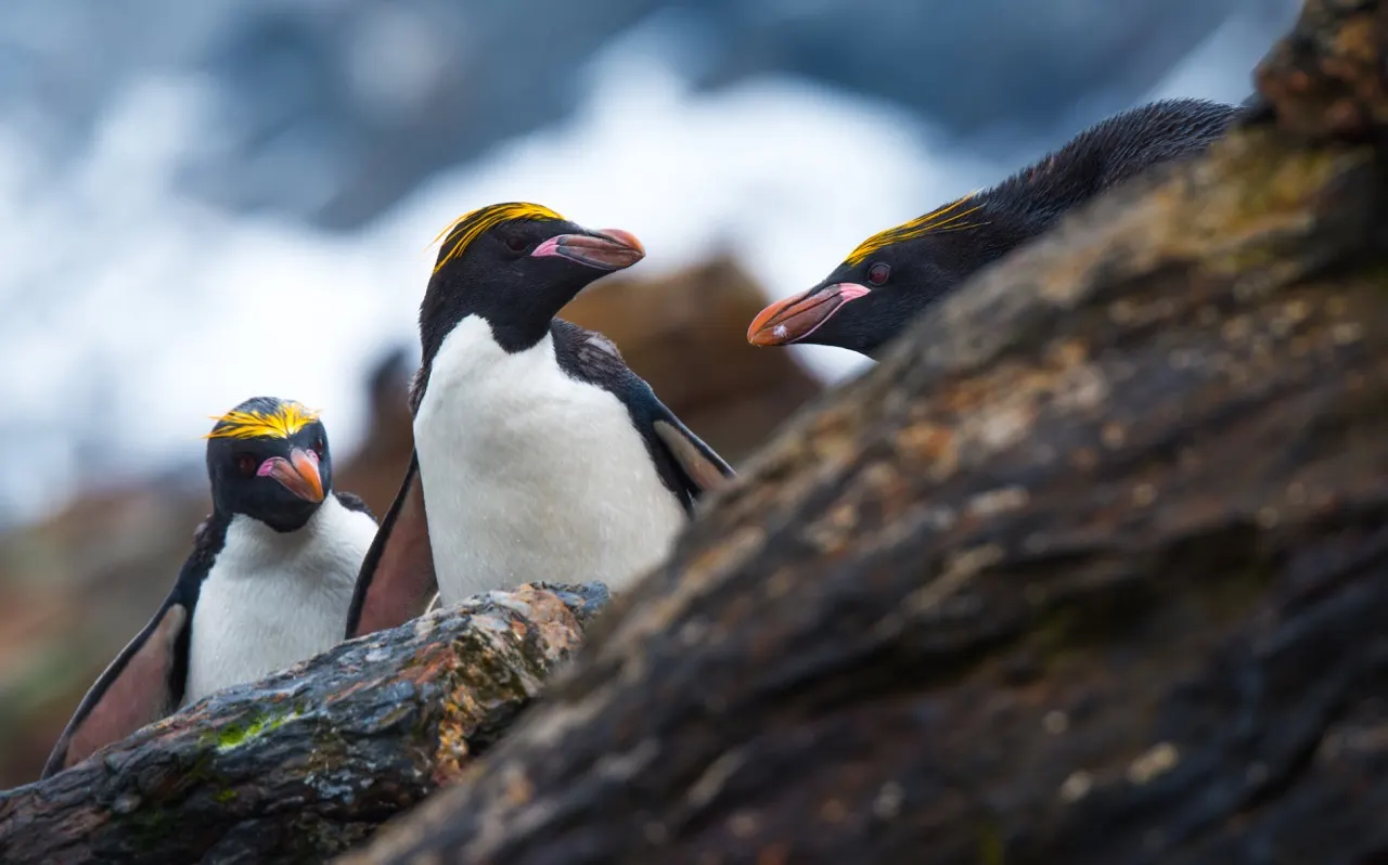 South Georgia and Antarctic Peninsula: Penguin Safari