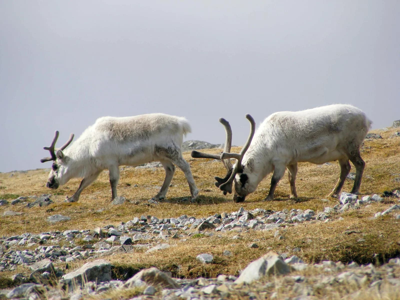 Three Arctic Islands: Iceland, Greenland, Spitsbergen