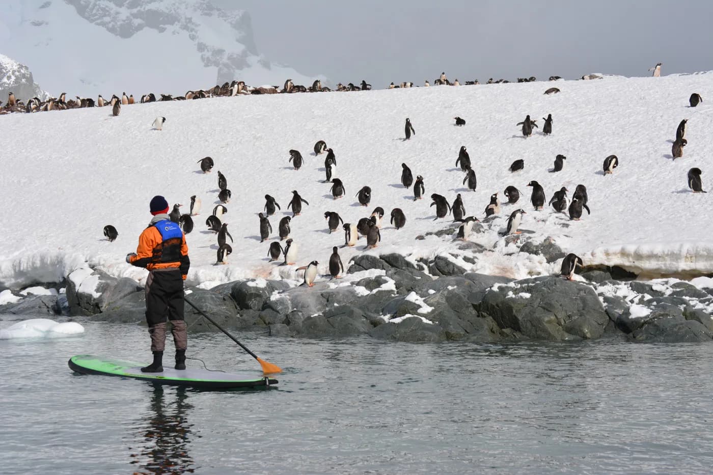 South Georgia and Antarctic Peninsula: Penguin Safari