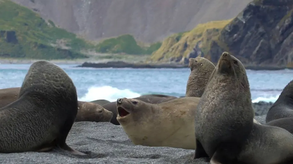 South Georgia and Antarctic Peninsula: Penguin Safari