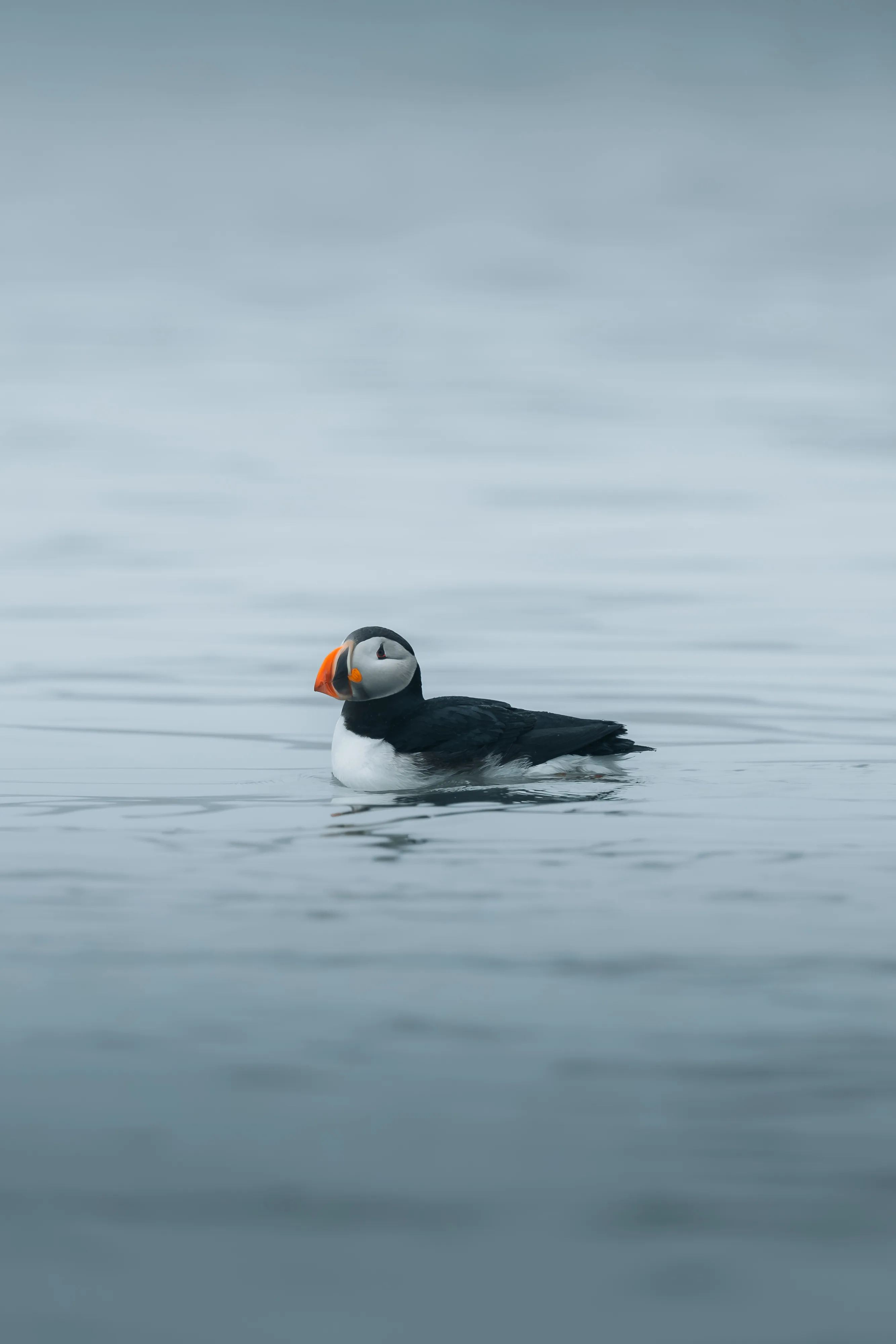 Spitsbergen Highlights: Wildlife Capital of the Arctic