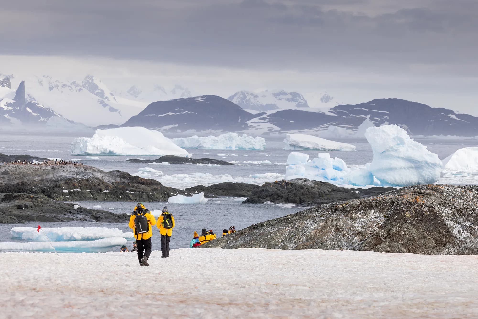 Antarctic Marine Mammals: The World of Whales and Seals
