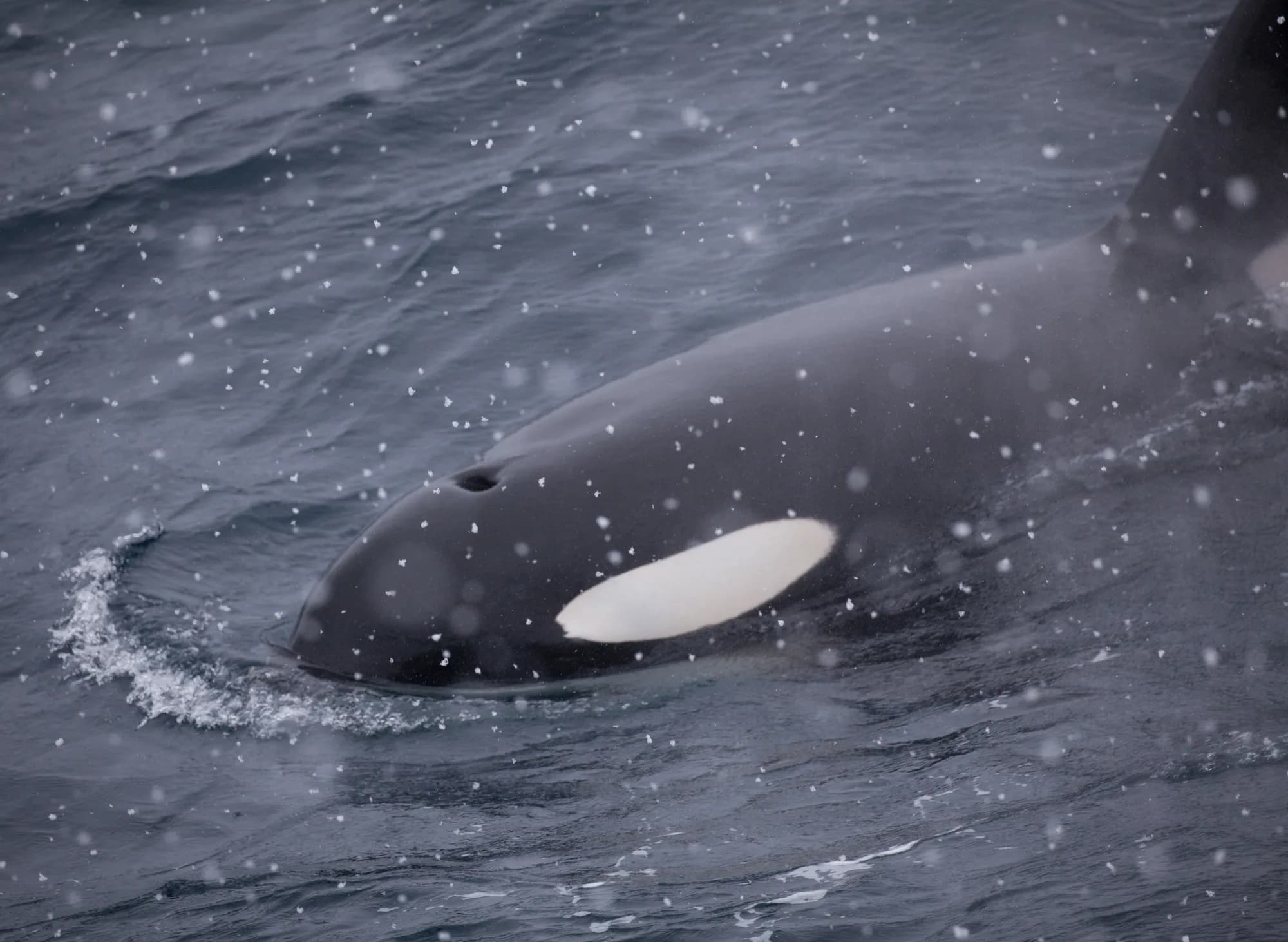 Antarctic Marine Mammals: The World of Whales and Seals