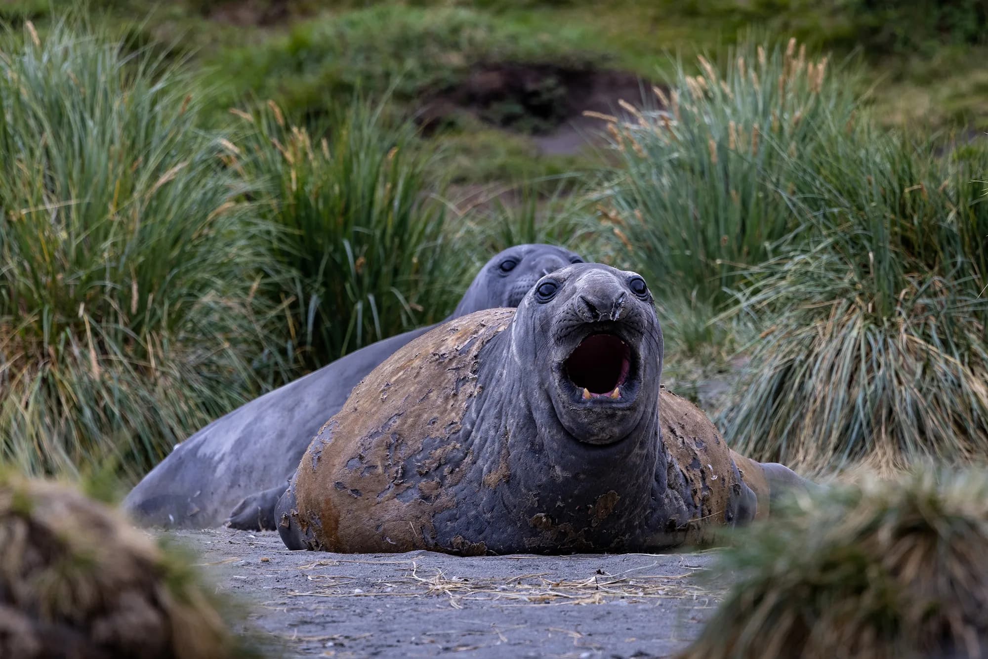 Penguins of the Far South: Falklands, South Georgia and Antarctica