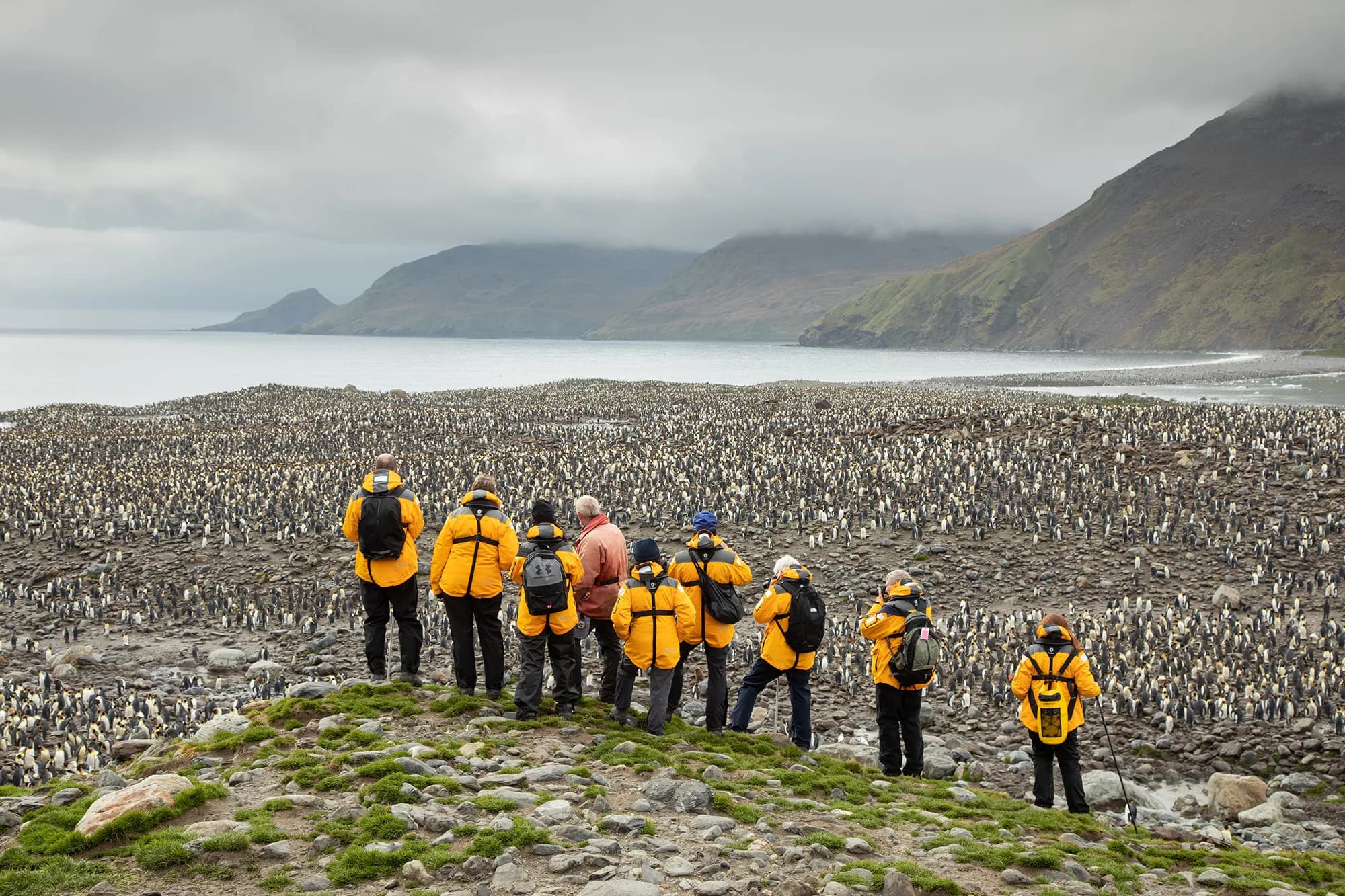 Penguins of the Far South: Falklands, South Georgia and Antarctica