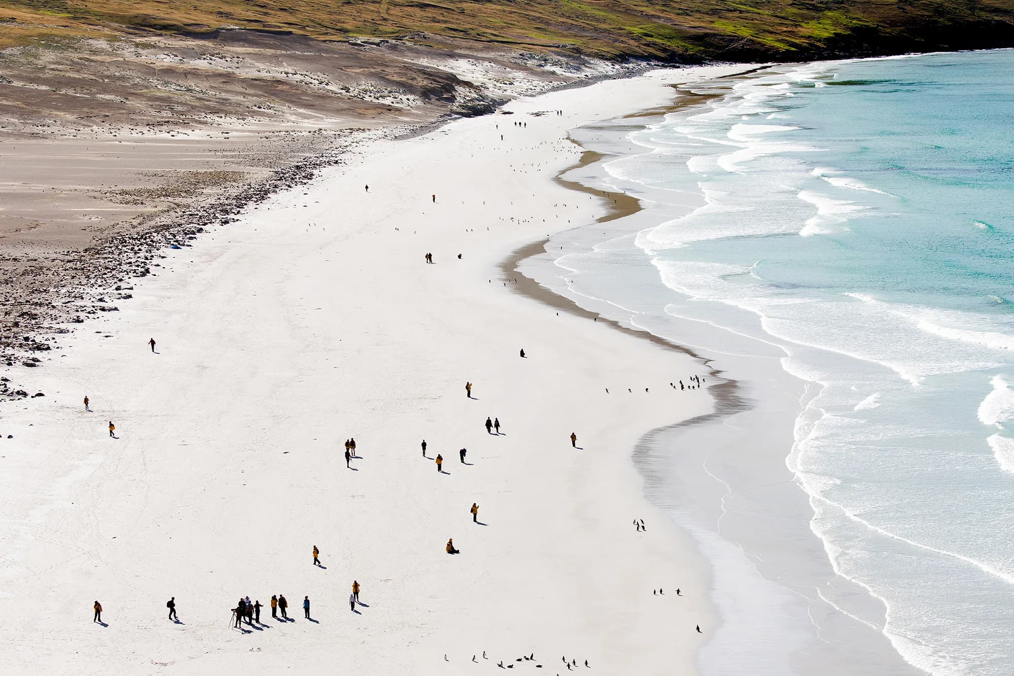 Penguins of the Far South: Falklands, South Georgia and Antarctica
