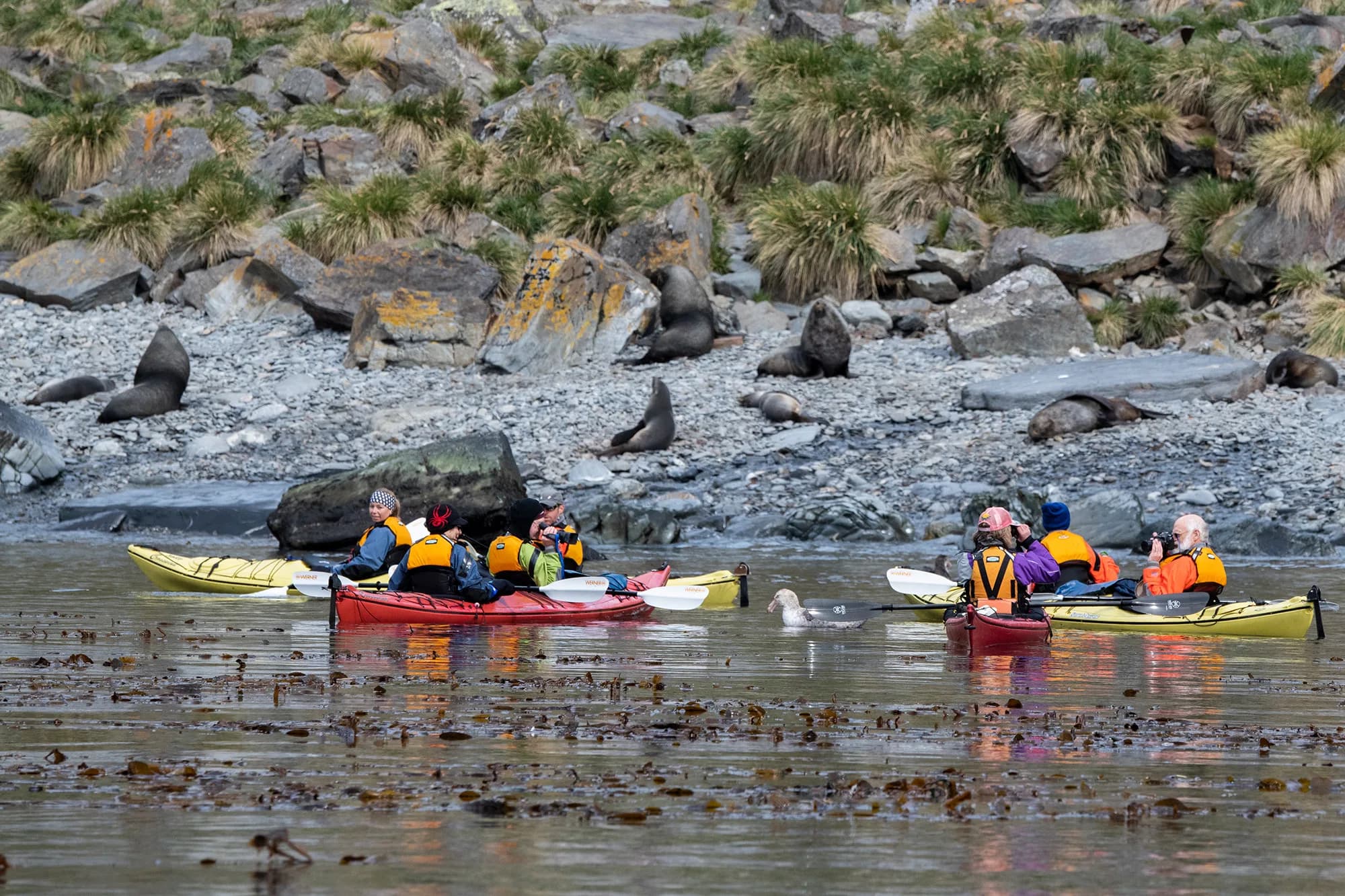 Penguins of the Far South: Falklands, South Georgia and Antarctica