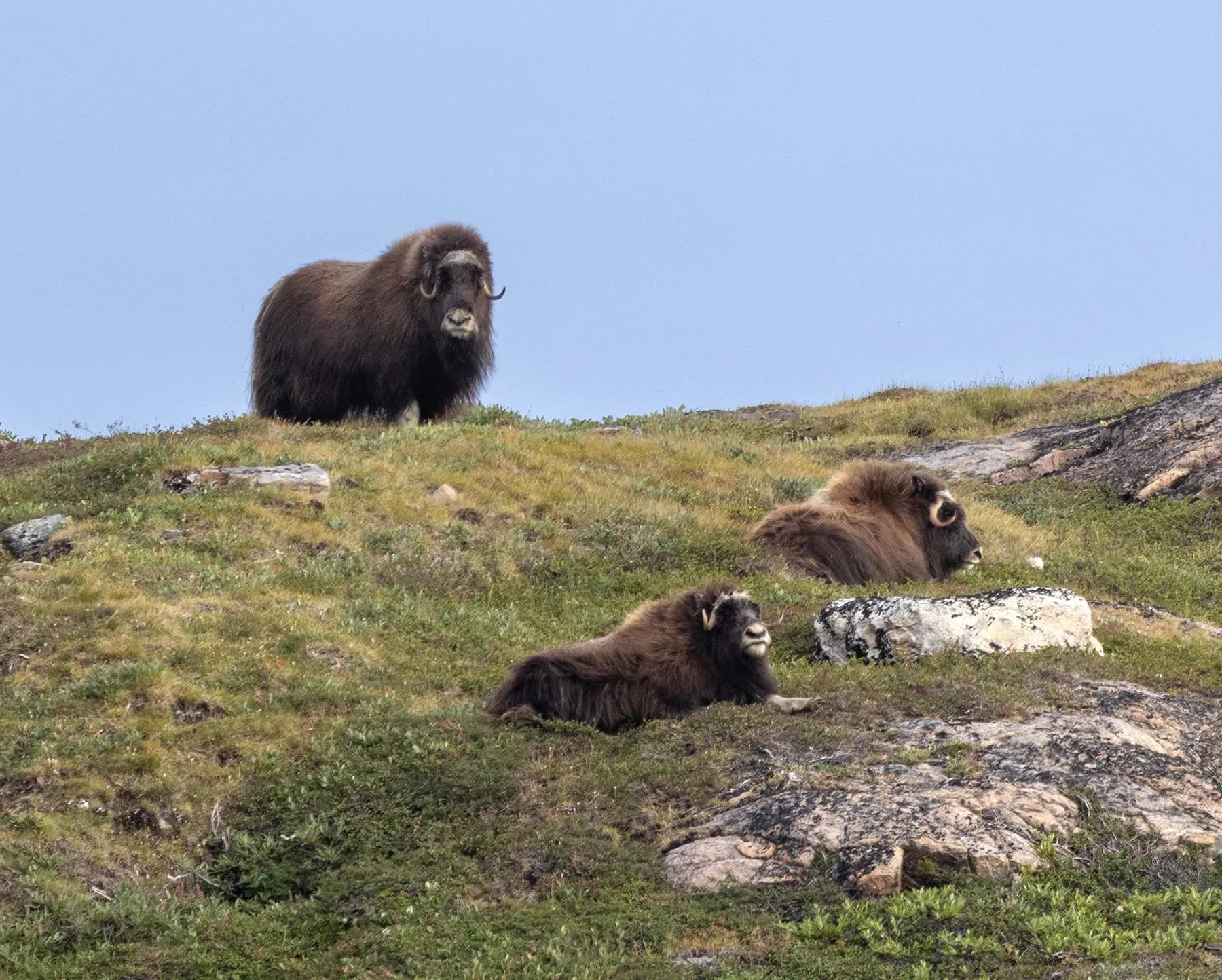 West Greenland: Exploring the Far North