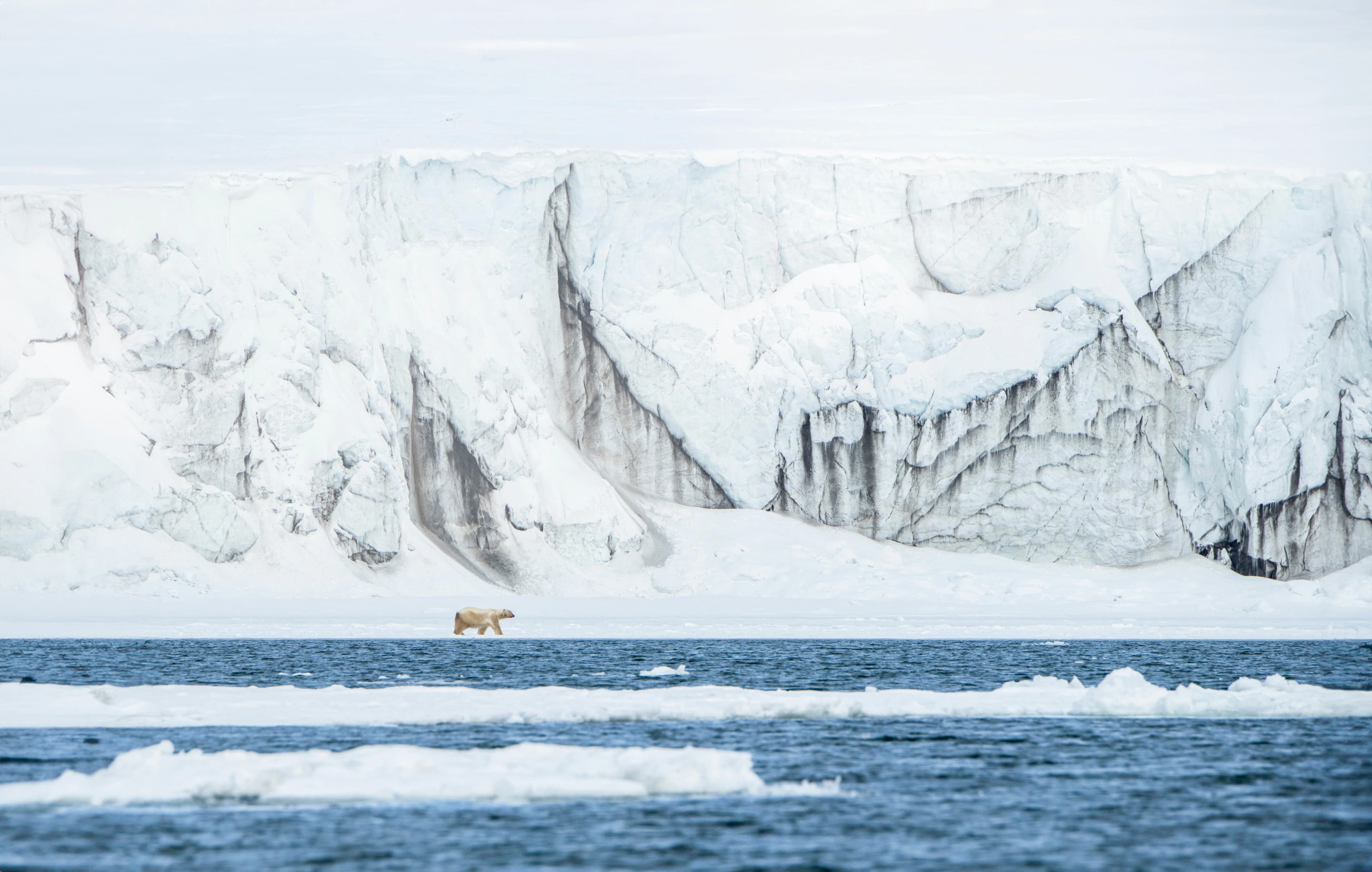 Svalbard in Spring: Sea Ice, Pristine Snow and Wildlife