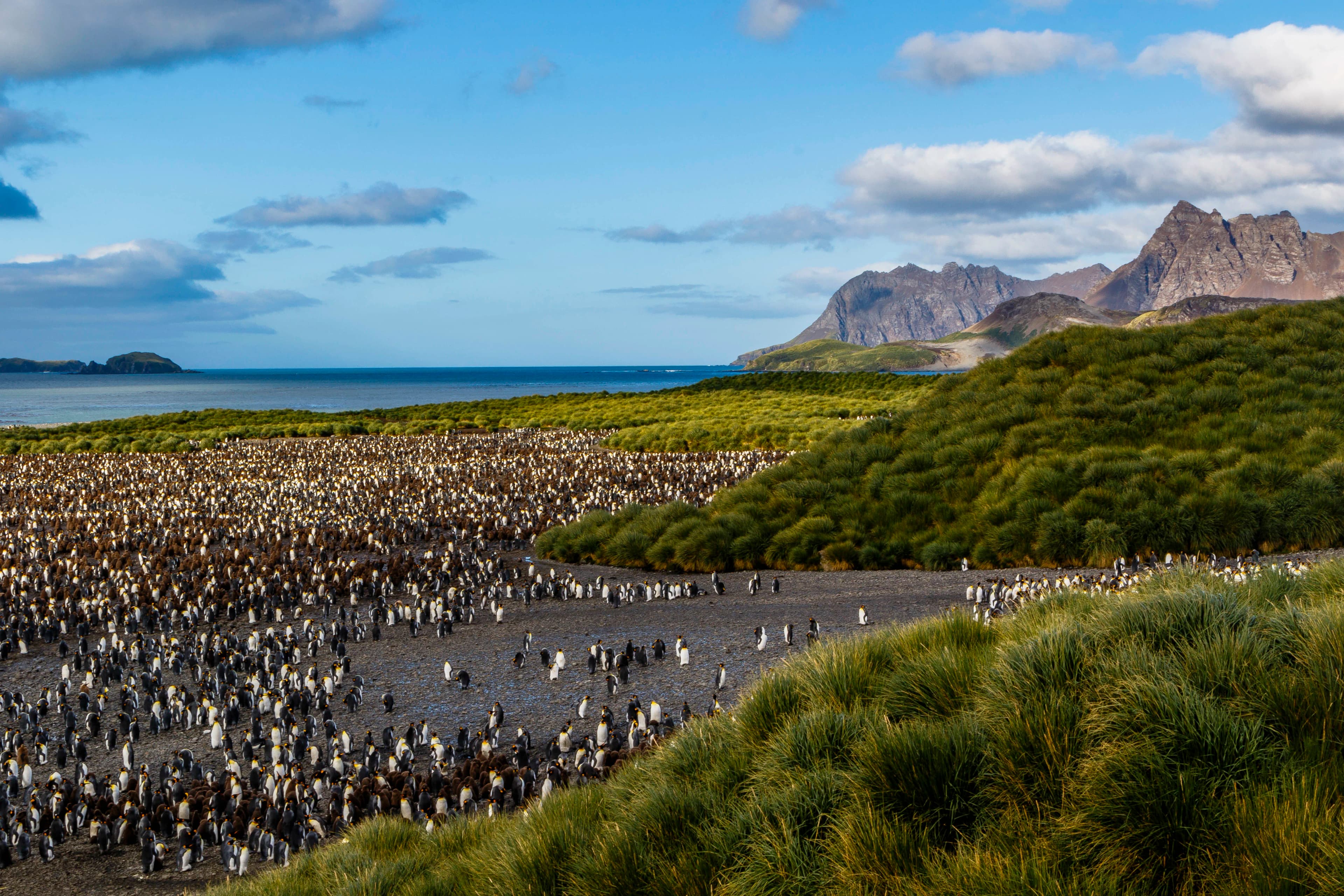 Falkland Islands and South Georgia: 20-Day Wildlife Adventure