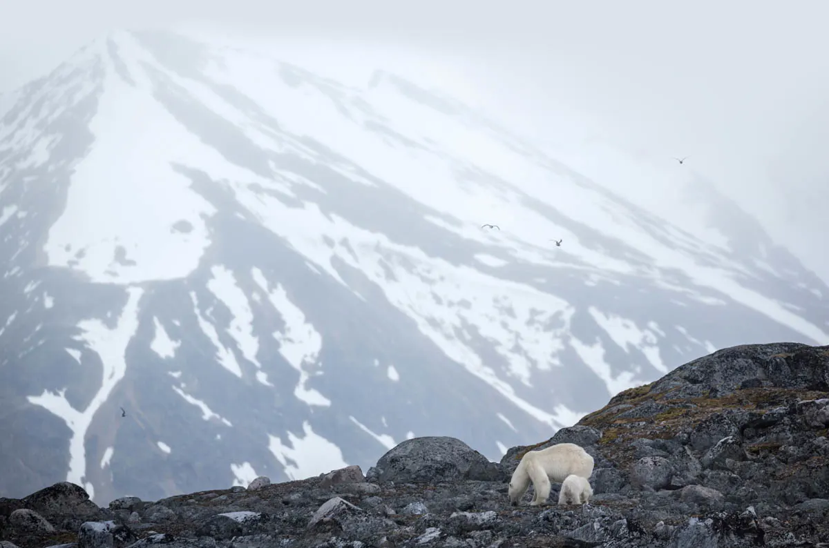 Svalbard in Summer: Tundra, Whales and Wildlife