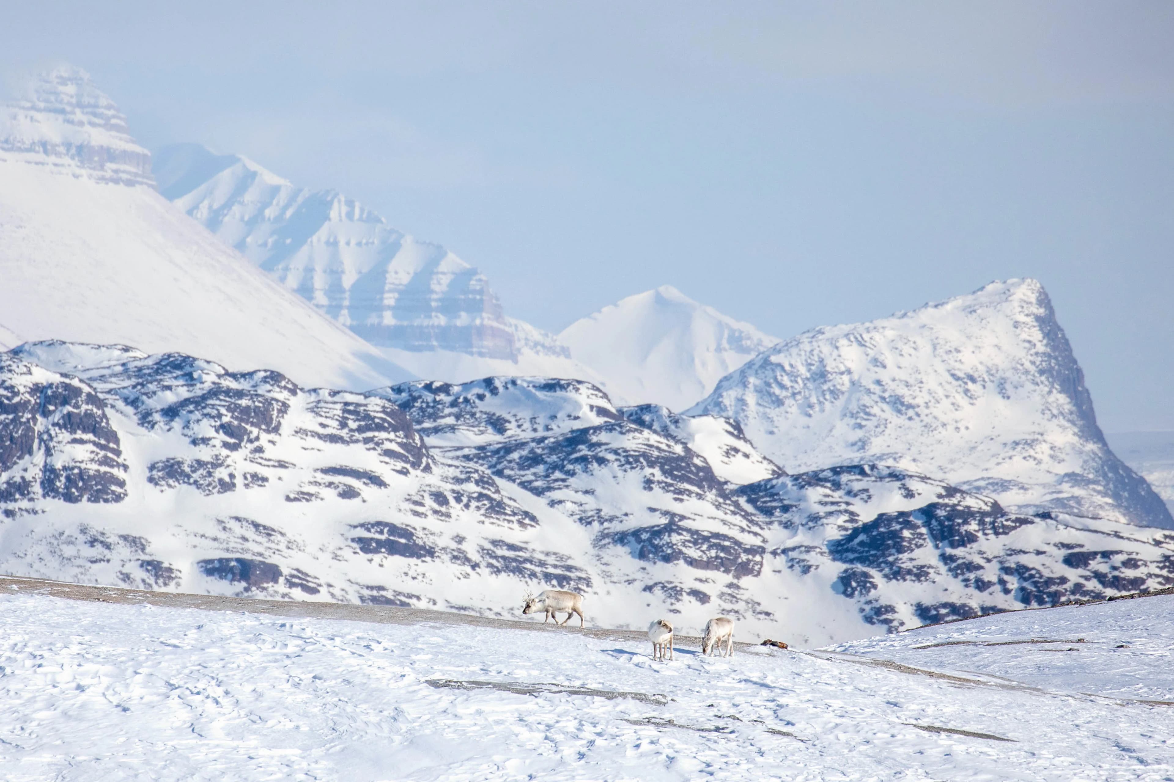 Svalbard in Spring: Sea Ice, Pristine Snow and Wildlife