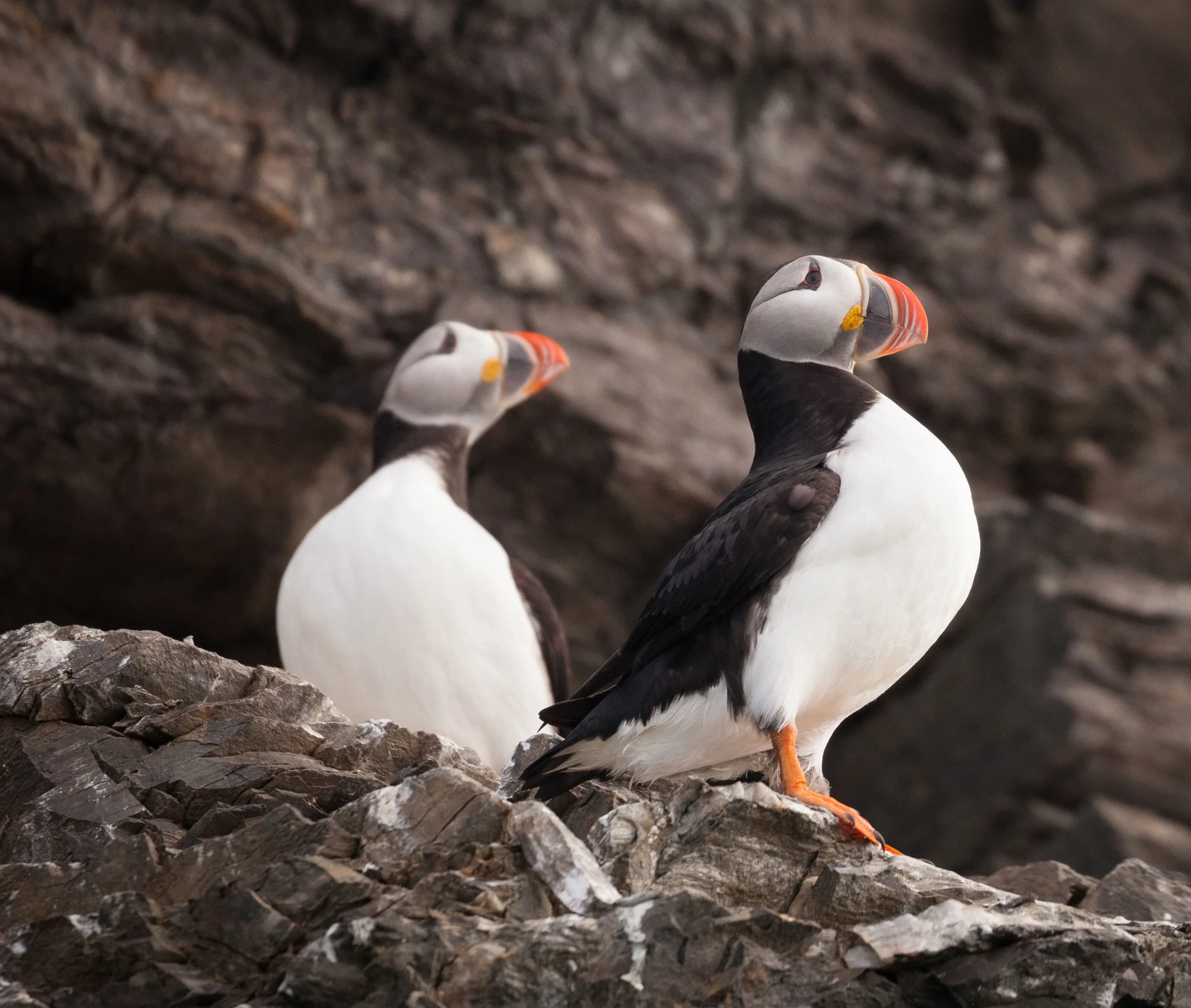 Spitsbergen Highlights: Wildlife Capital of the Arctic