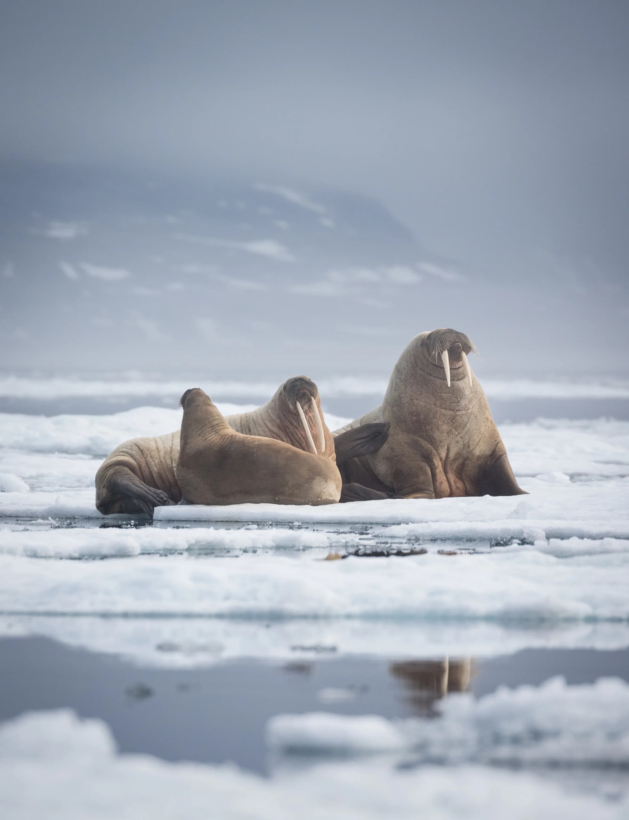 Spitsbergen Highlights: Wildlife Capital of the Arctic