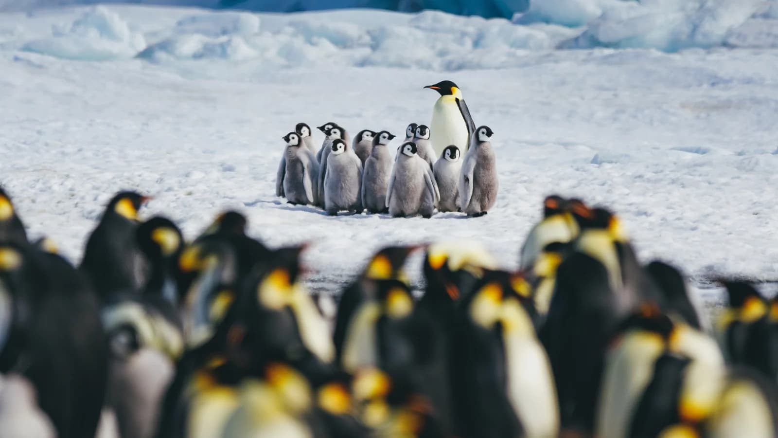 Snow Hill to the Peninsula: Shackleton's Emperors